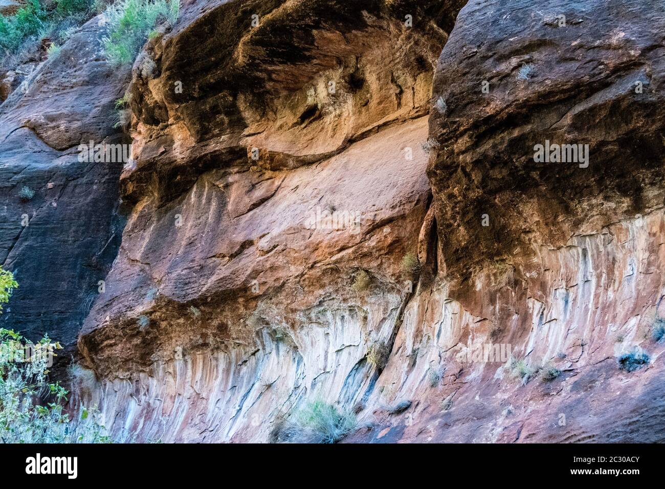 Pareti e piante colorate in pietra arenaria lungo la passeggiata lungo il fiume nel Parco Nazionale di Zion, Utah, Stati Uniti Foto Stock