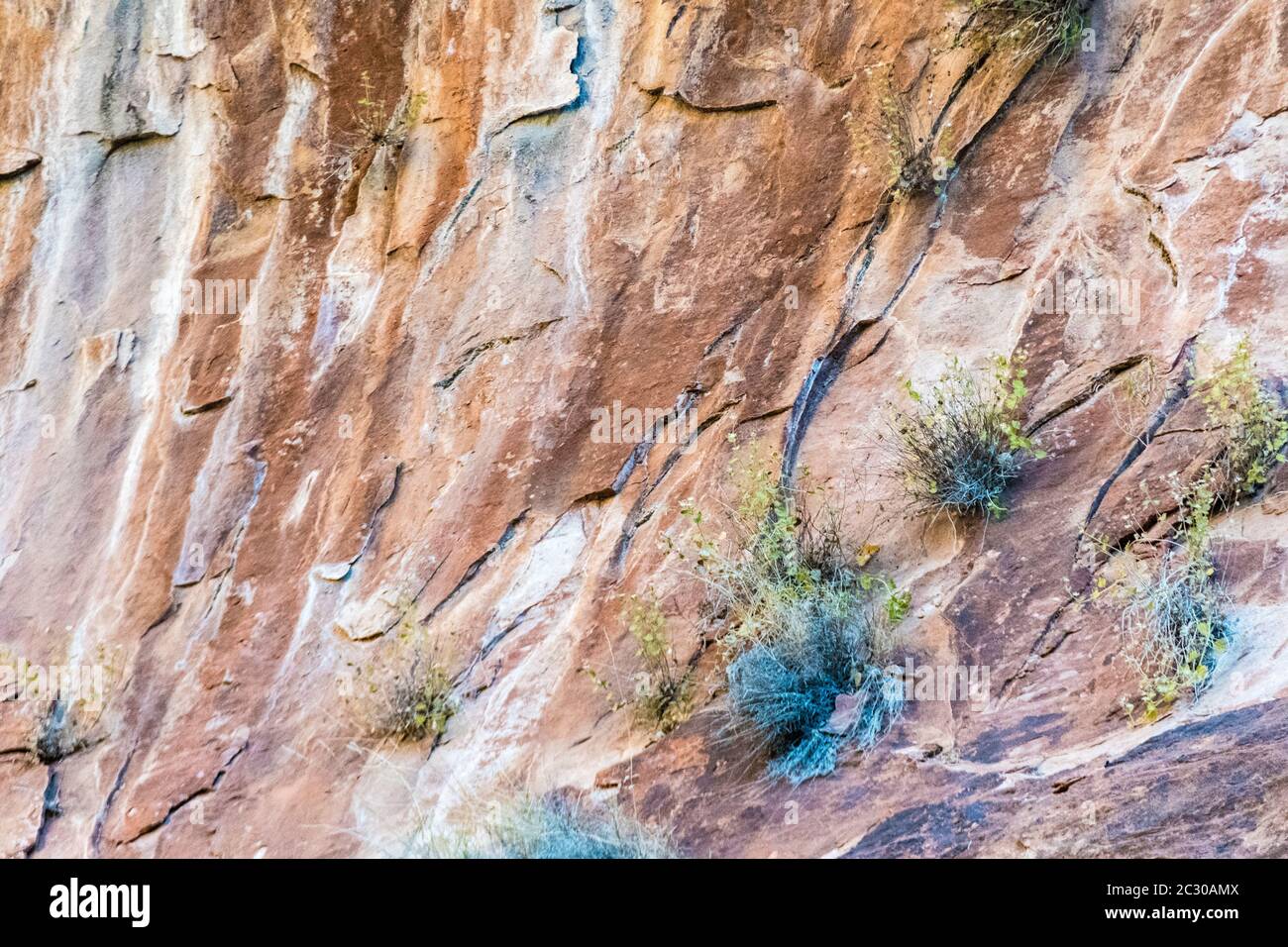 Giardini pensili sulle pareti colorate della scogliera di arenaria lungo la passeggiata lungo il fiume nel Parco Nazionale di Zion, Utah, Stati Uniti Foto Stock