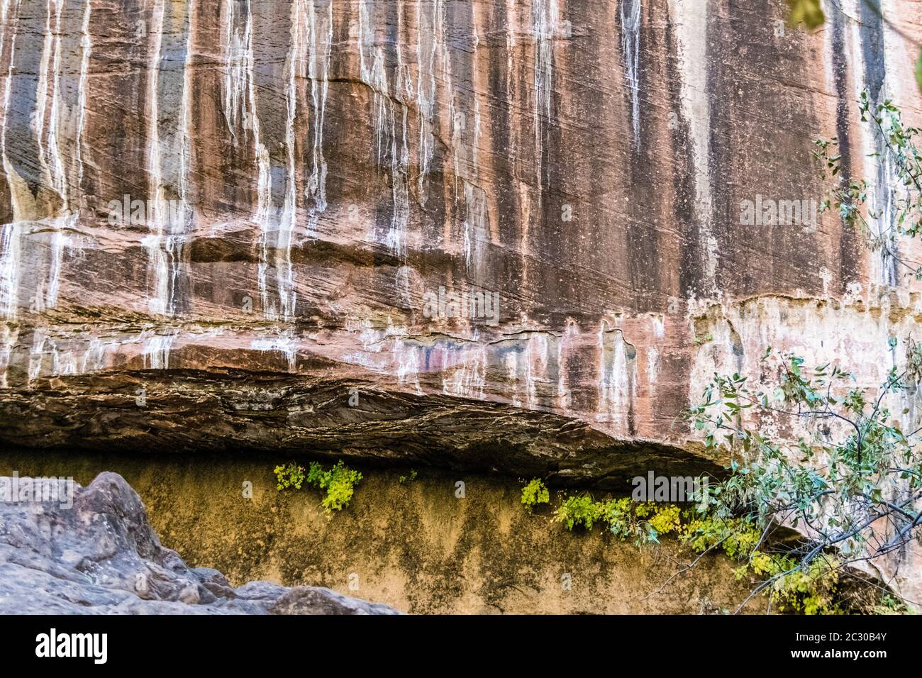 Motivi e giardini pensili sulle pareti di roccia di arenaria lungo il Riverside Walk, Zion National Park, Utah, USA Foto Stock