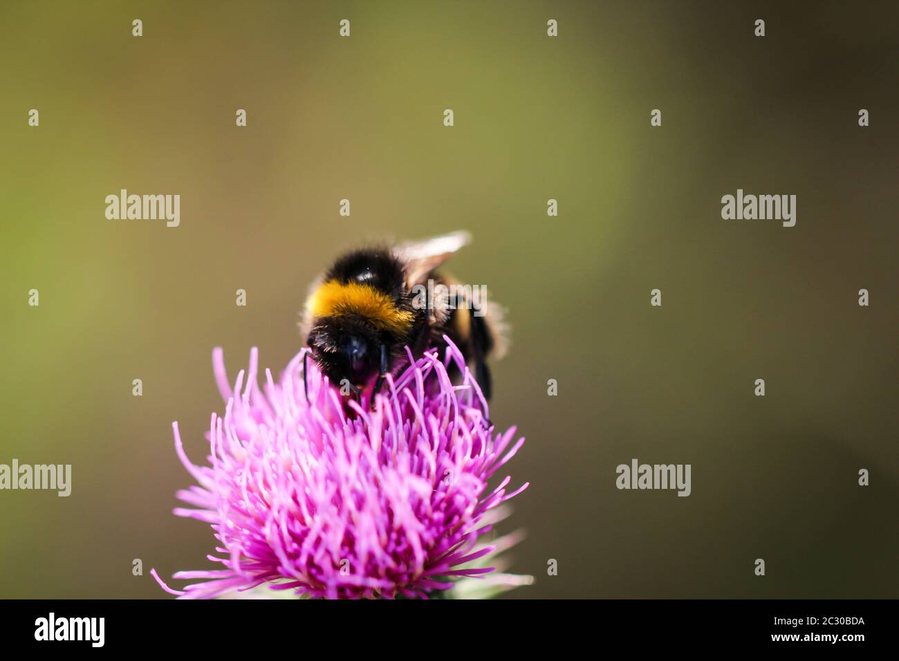 un bumblebee cerca il cibo su un thistle del latte Foto Stock