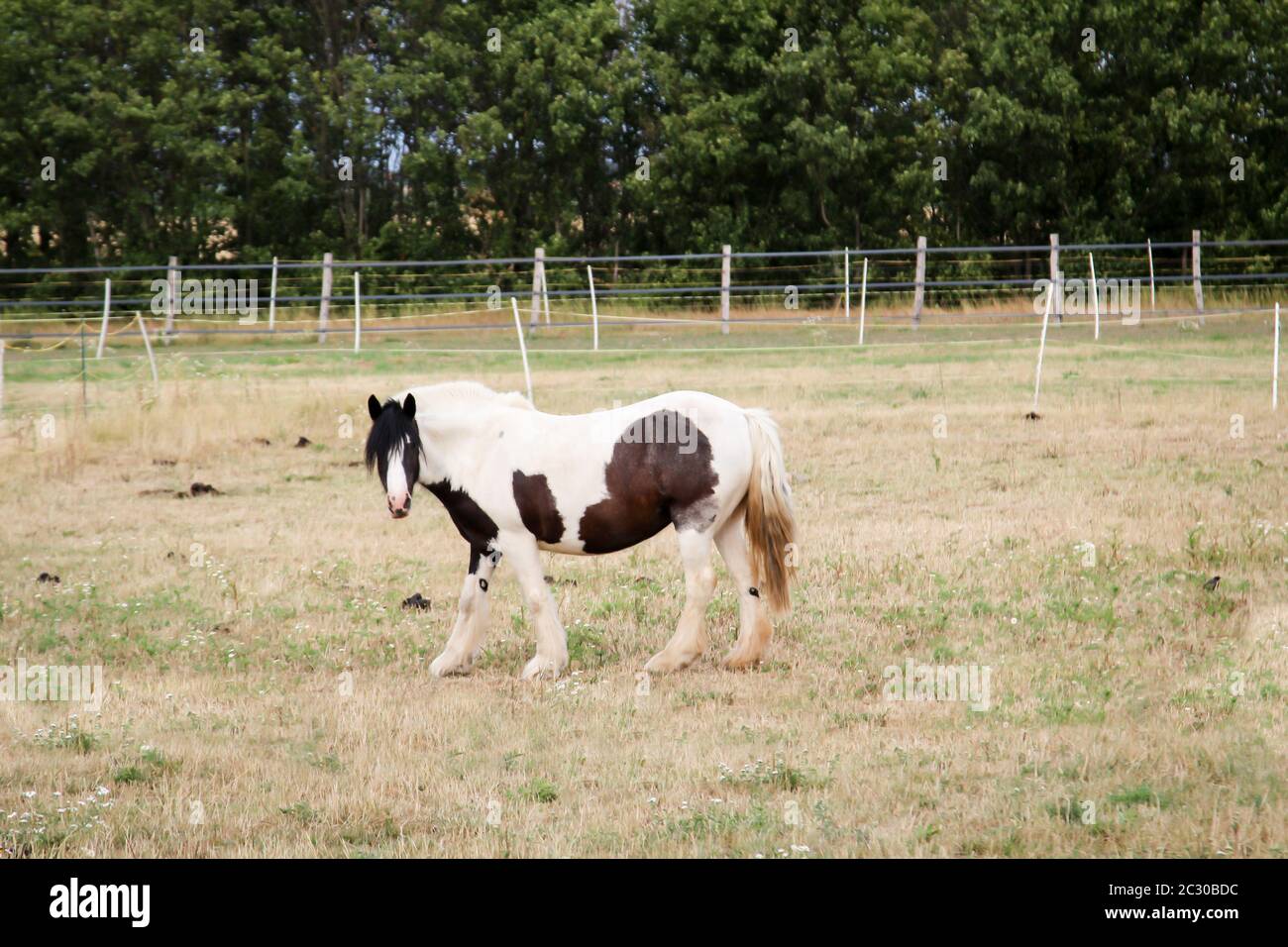 Cavalli, stallone, mare in una fattoria, paddock durante il pascolo Foto Stock