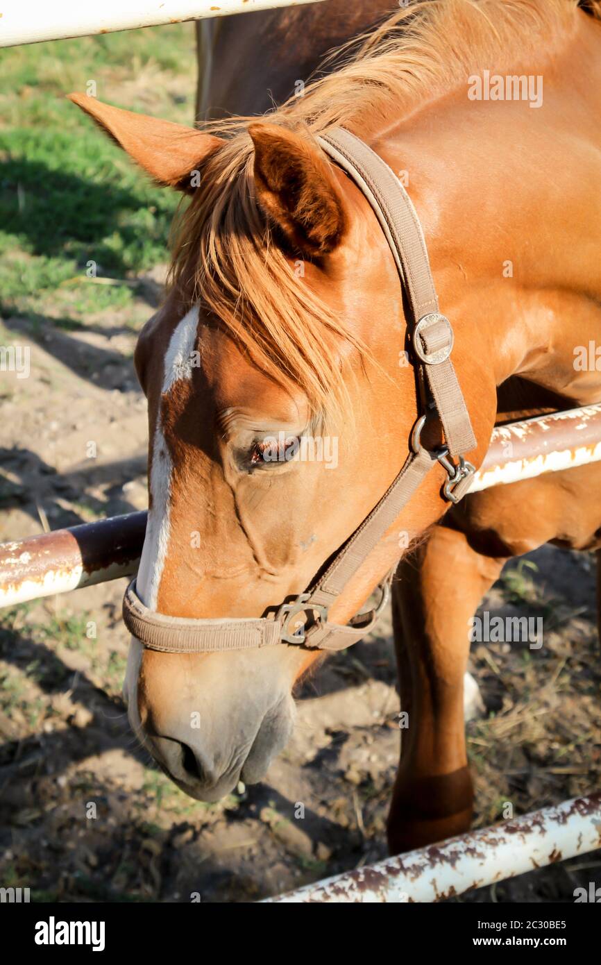 Cavalli, stallone, mare in una fattoria, paddock durante il pascolo Foto Stock