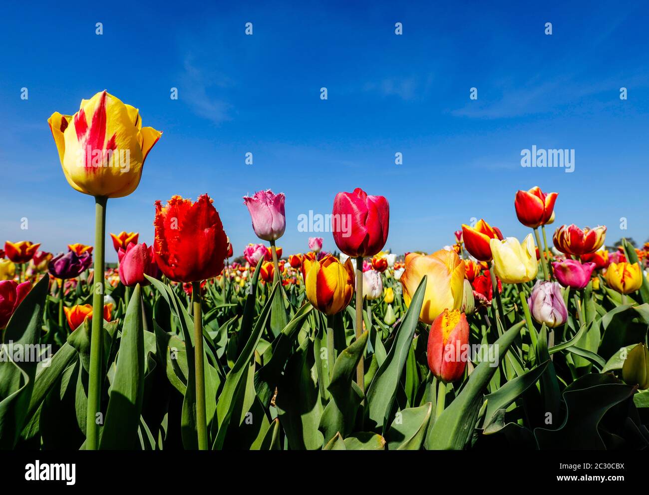 Tulipani fioriscono in un campo di tulipani, Grevenbroich, Nord Reno-Westfalia, Germania Foto Stock