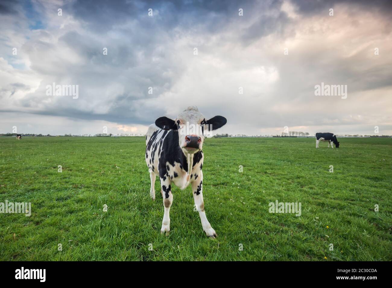 carino divertente mucca su pascolo verde in estate Foto Stock