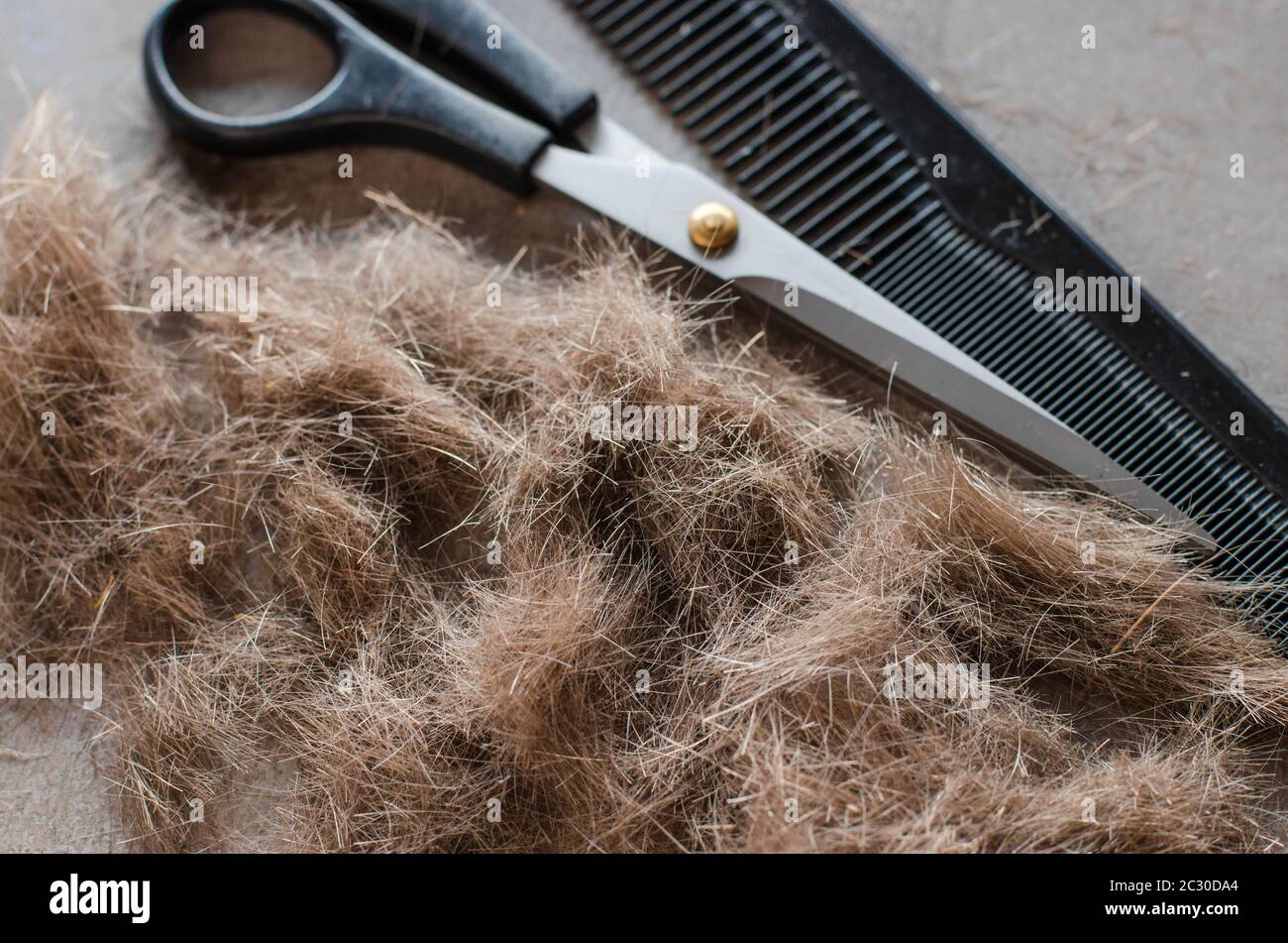 Mucchio di capelli tagliati, forbici per tagli di capelli e pettine. Strumenti per tagli di capelli. Primo piano Foto Stock