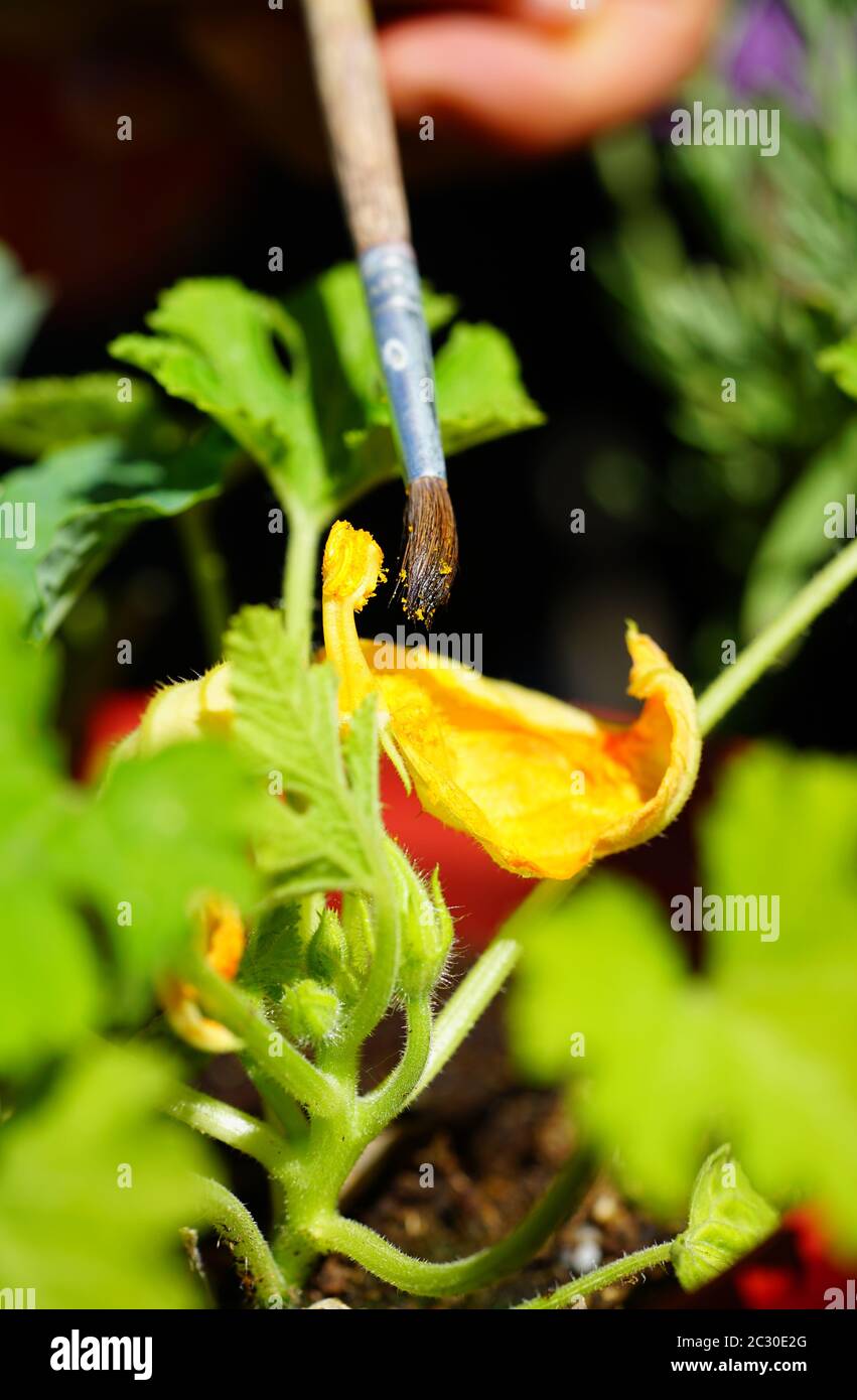 Impollinante a mano di fiori di zucchine con pennello Foto Stock