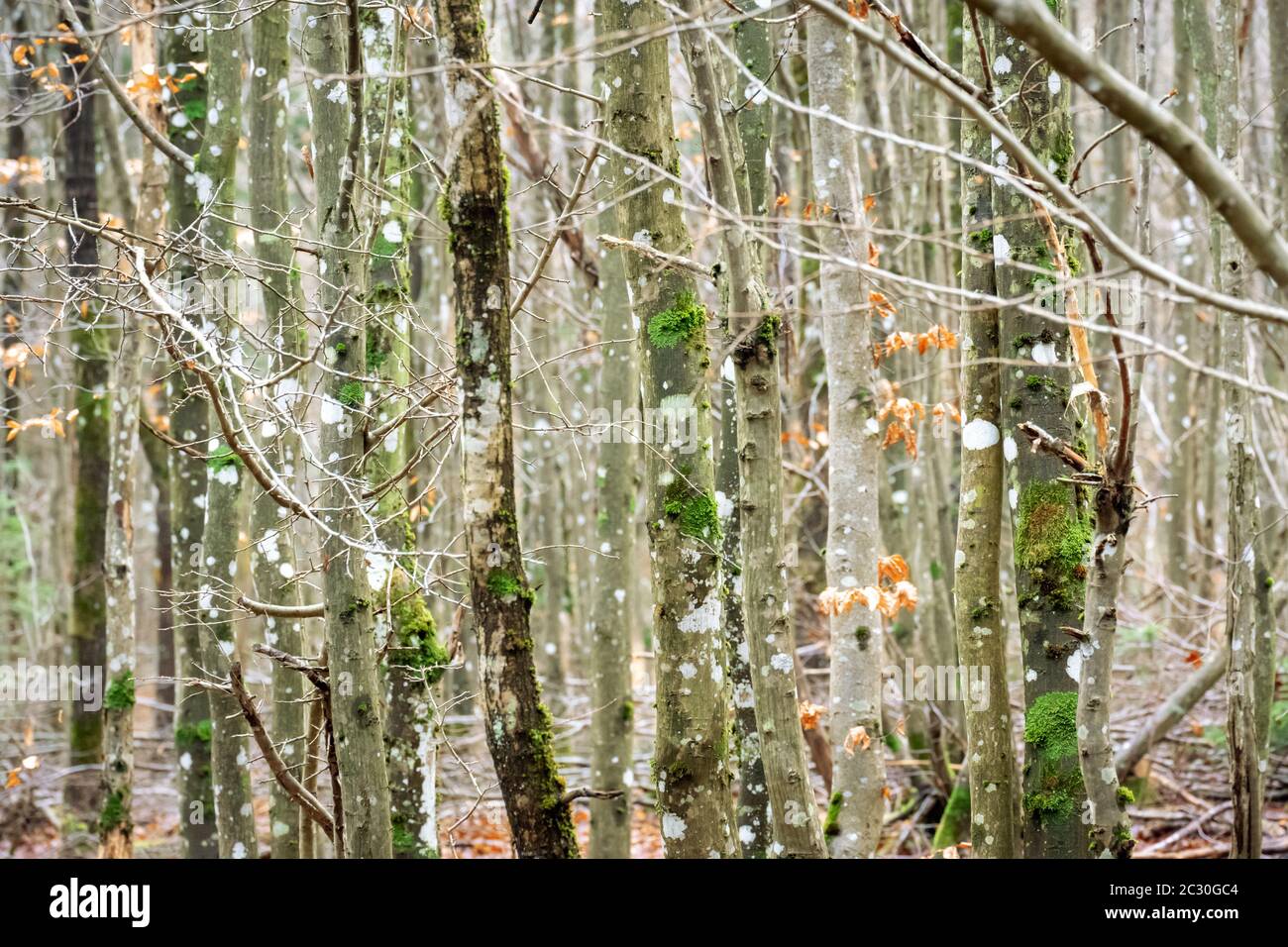 legno di fondo struttura foresta Foto Stock