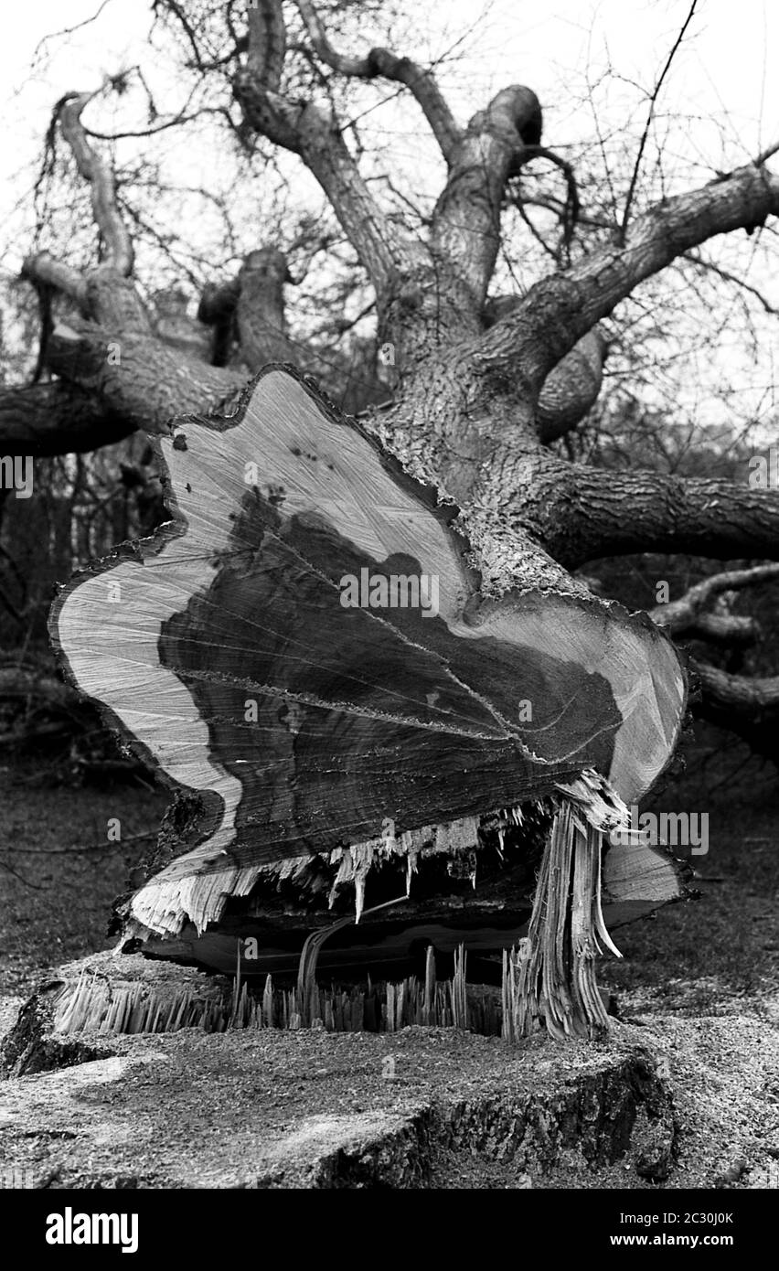 AJAXNETPHOTO. FEBBRAIO 1976. SOUTHSEA, PORTSMOUTH, INGHILTERRA. - OTTENERE IL CHOP - GLI ALBERI DI ELM MATURI CHE CONDUCONO DALLA TERRAZZA DI SOUTHSEA ATTRAVERSO IL COMUNE VERSO IL MOLO ABBATTUTO A CAUSA DELLA MALATTIA DI ELM.PHOTO:JONATHAN EASTLAND/AJAX REF:760402 19 15A Foto Stock