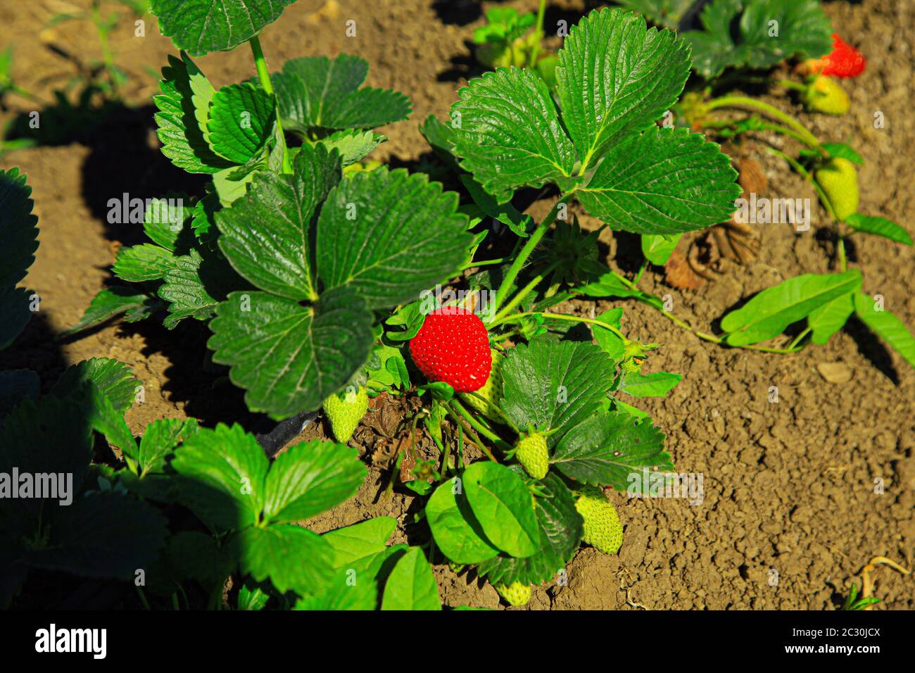 Strawverries che crescono su rami verdi Foto Stock