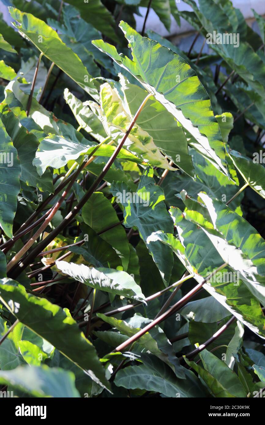 Xathosoma, Alocasia, orecchio dell'Elefante. Parque de la Paloma, Benalmádena Costa, Málaga, Spagna. Foto Stock