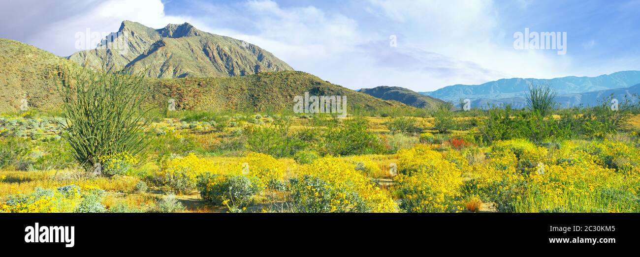 Brittlebush (Encelia farinosa) e chuparosa (Justicia californica) in fiore in primavera, nel Parco Nazionale del deserto di Anza Borrego, California, USA Foto Stock