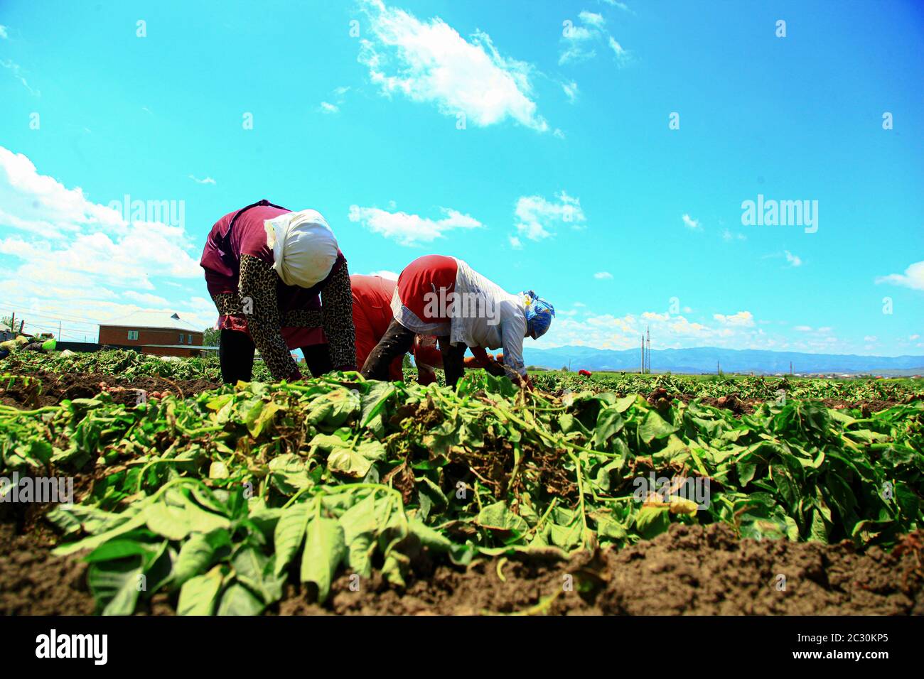 Coltivatori che piantano verdure verdi sulla terra Foto Stock