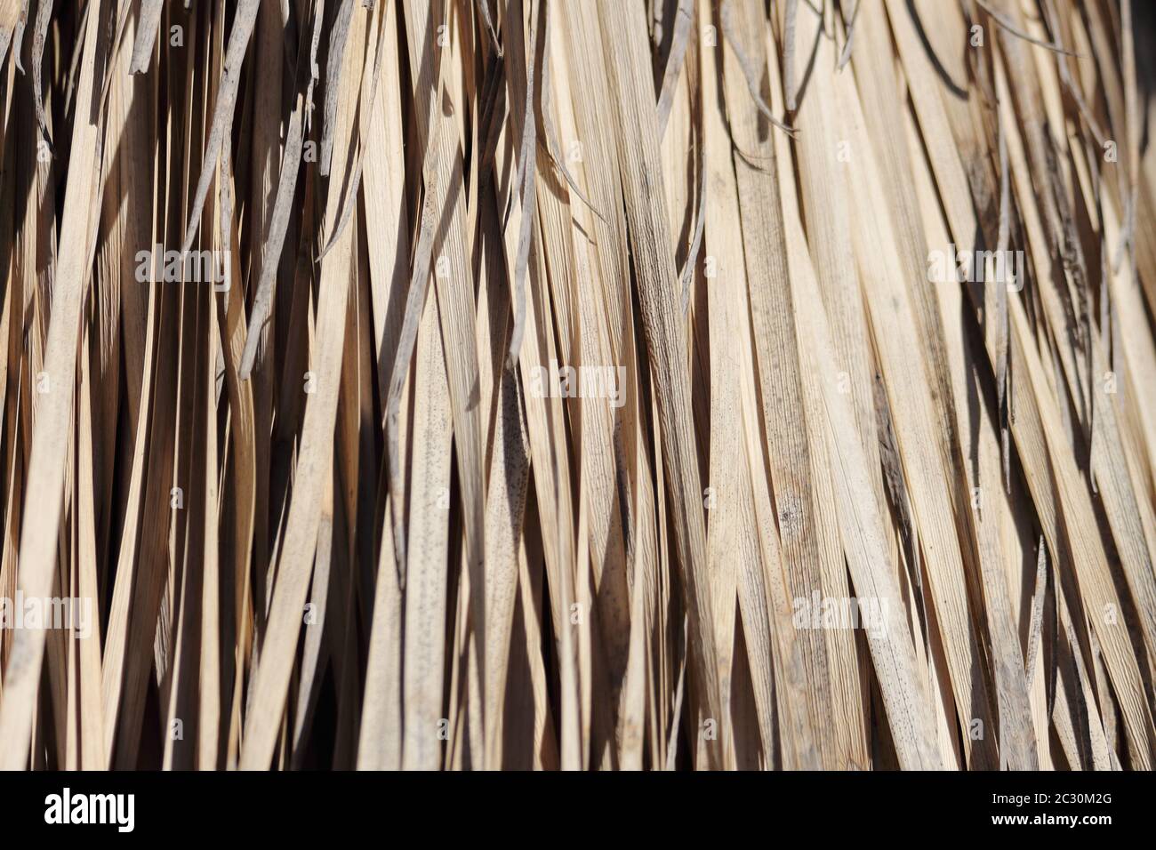 Foglie secche di Yucca rostrata. Parque de la Paloma, Benalmádena, Málaga, Spagna. Foto Stock