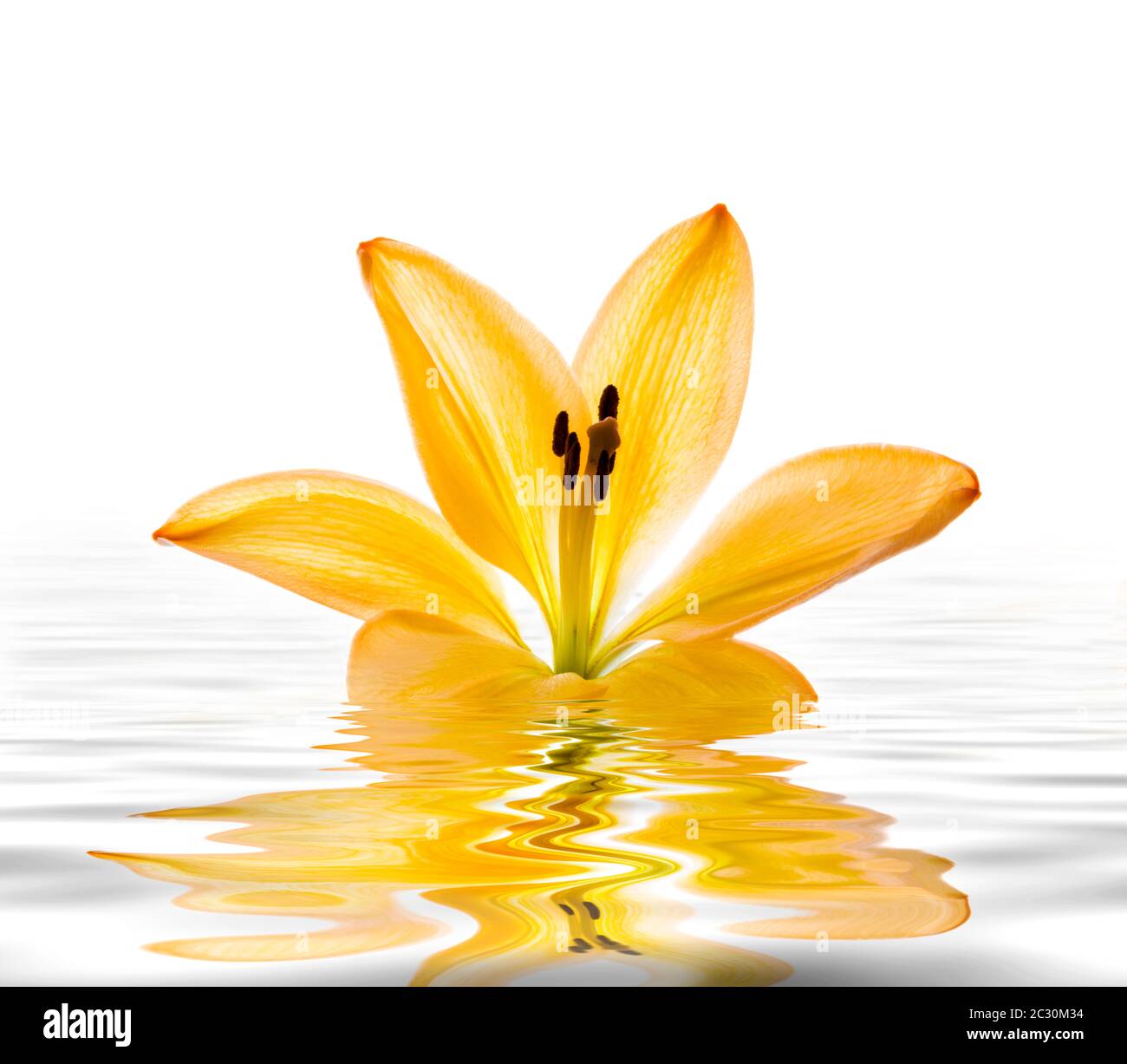 Fiore di Alstroemerias che galleggia in acqua su sfondo bianco Foto Stock