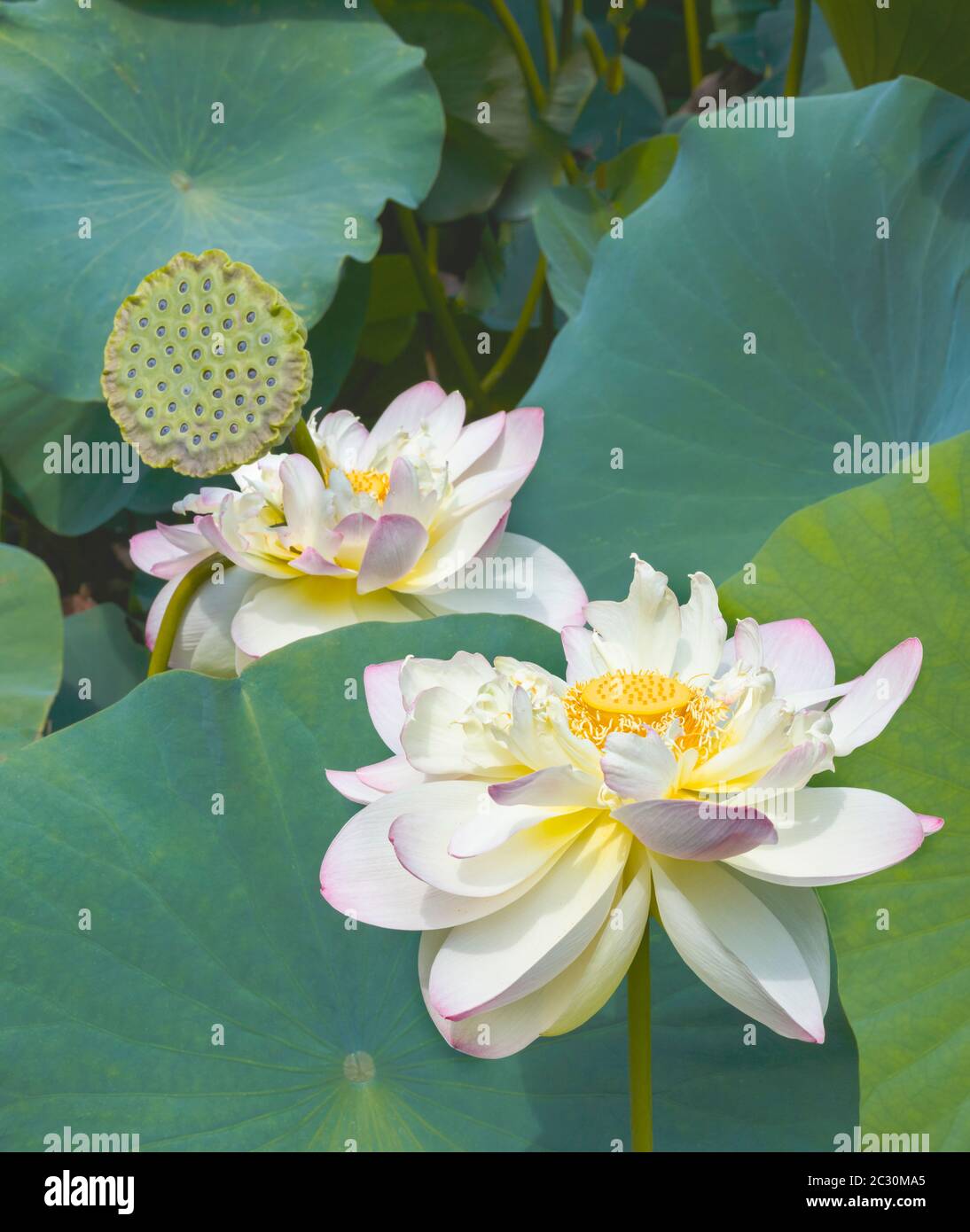 Fiori di giglio d'acqua, giardino di Chanticleer, Wayne, Pennsylvania, Stati Uniti Foto Stock