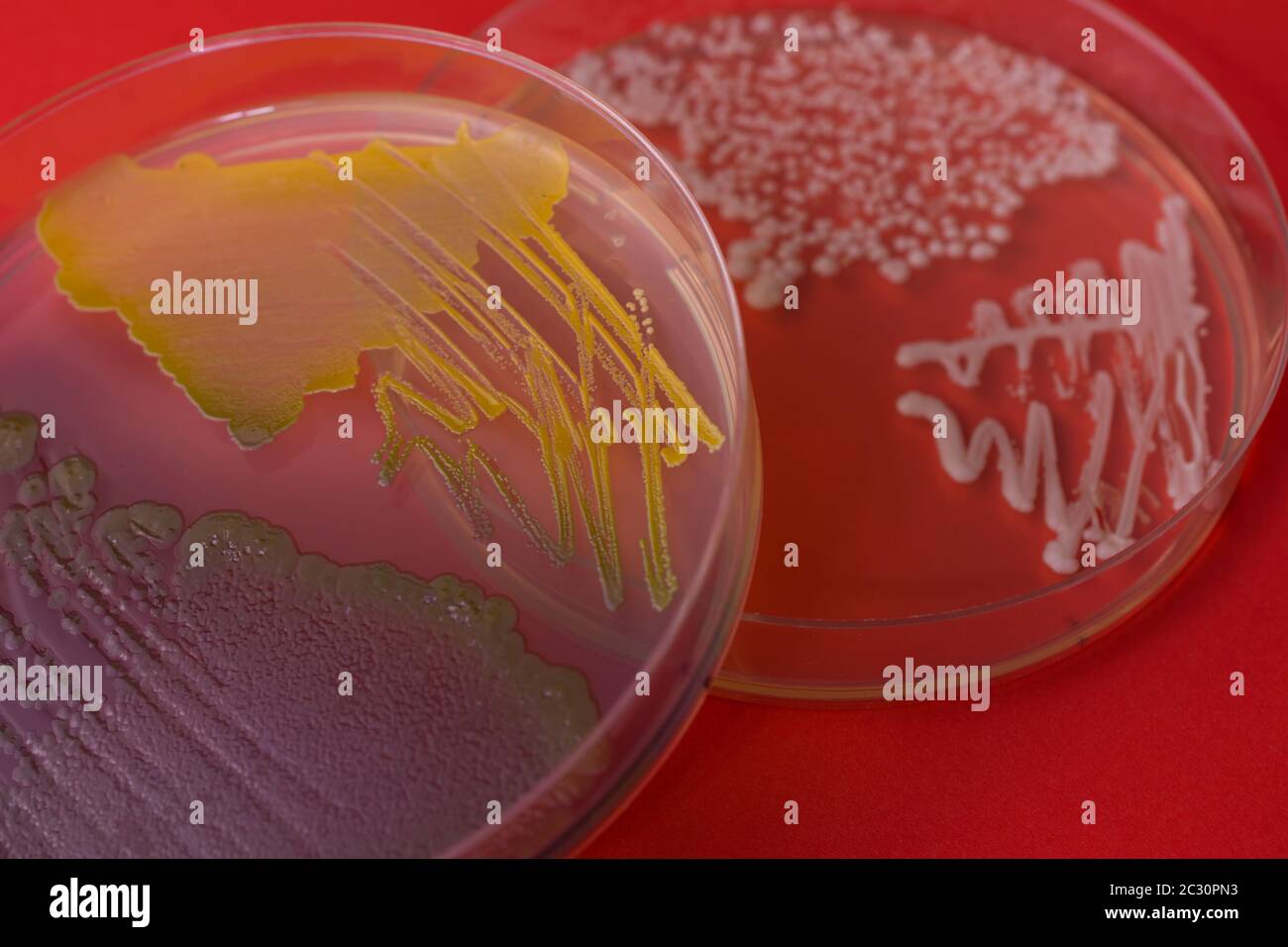 Capsule di Petri con colonie batteriche su sfondo rosso. Primo piano Foto Stock