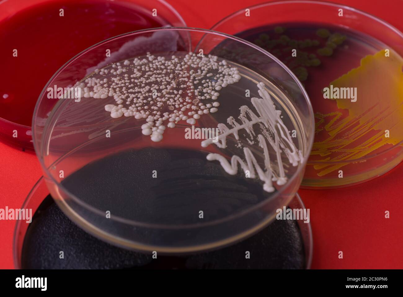 Capsula di Petri con batteri su sfondo rosso. Batteri Candida albicans su piastra di agar Foto Stock Capsula di Petri con batteri su sfondo rosso. Batteri Candida albicans su piastra di agar Foto Stock