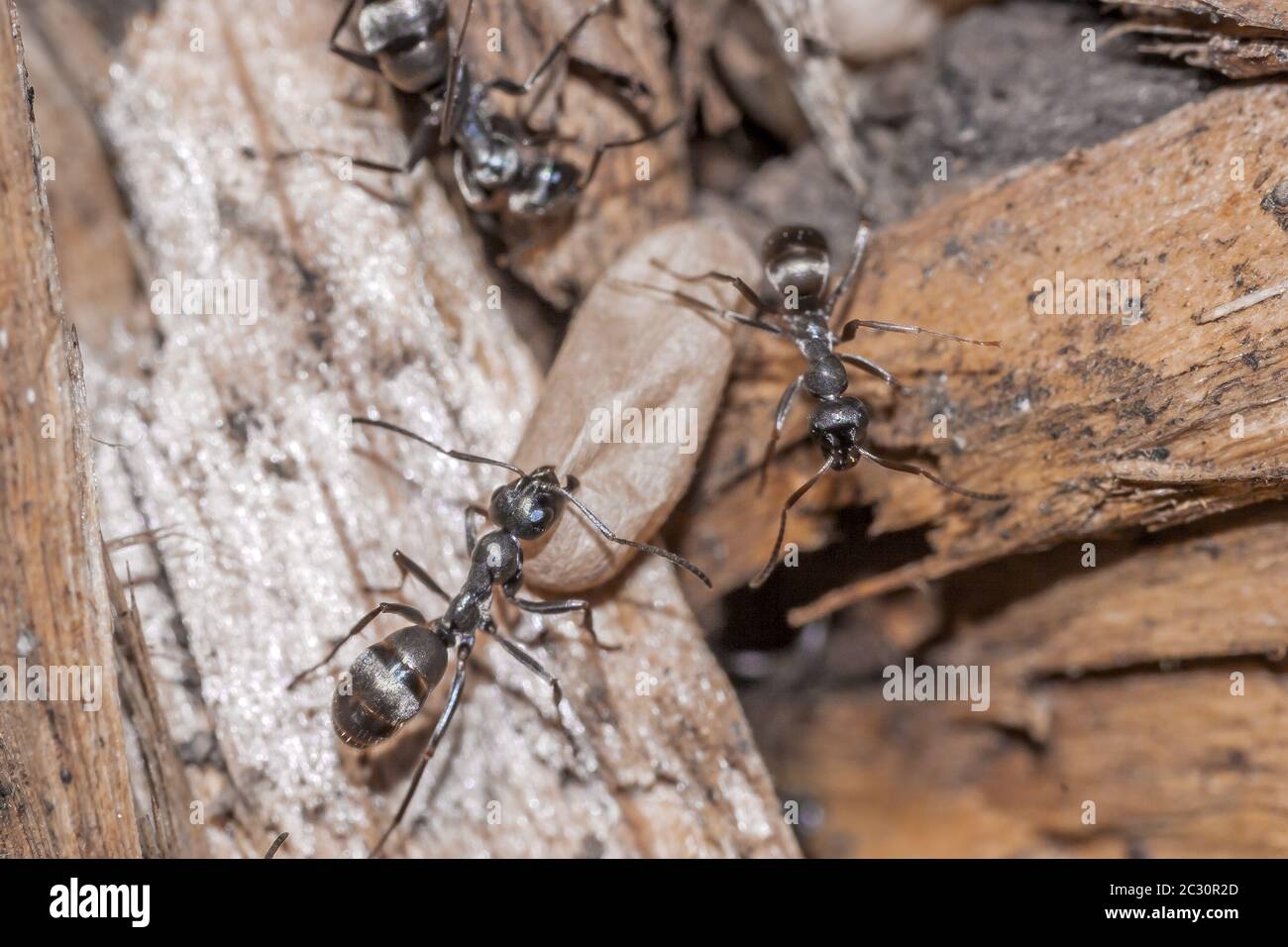 Nero giardino ant 'Lasius niger' con pupa formica Foto Stock