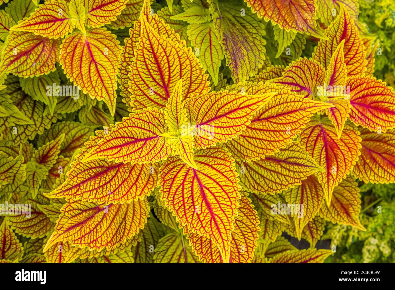 Primo piano di foglie, Corning, New York, USA Foto Stock