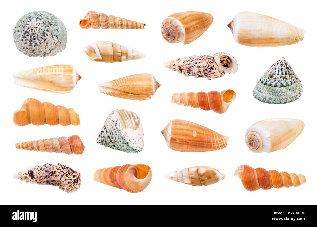 set di varie lumache di mare isolato su sfondo bianco Foto Stock