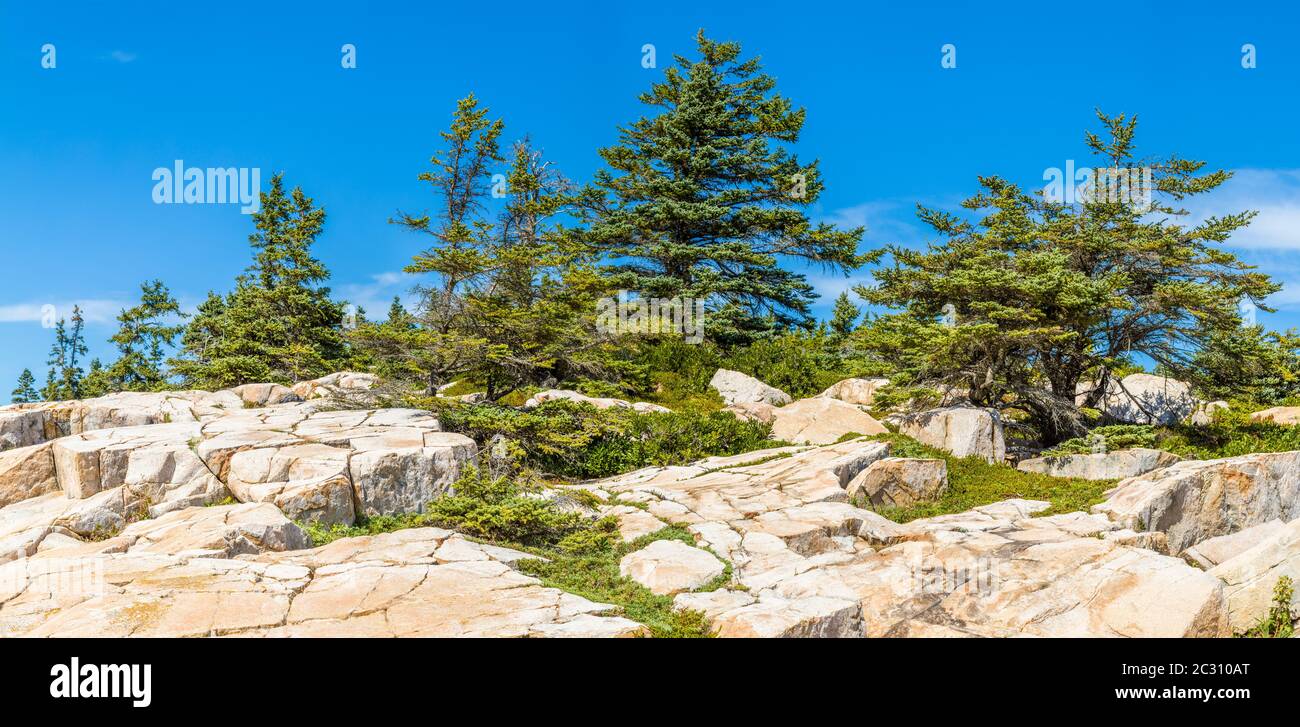 Paesaggio con alberi e formazioni rocciose, Penisola Schoudic, Parco Nazionale di Acadia, Maine, Stati Uniti Foto Stock
