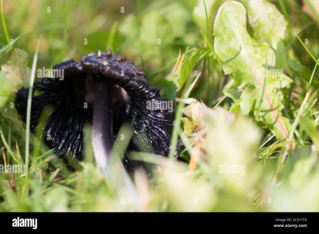 Il cappuccio di inchiostro shaggy troppo maturo (Coprinus comatus) caduto nell'erba Foto Stock