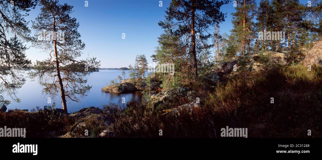 Vista degli alberi sul lago Saimaa, Puumala, Finlandia Foto Stock