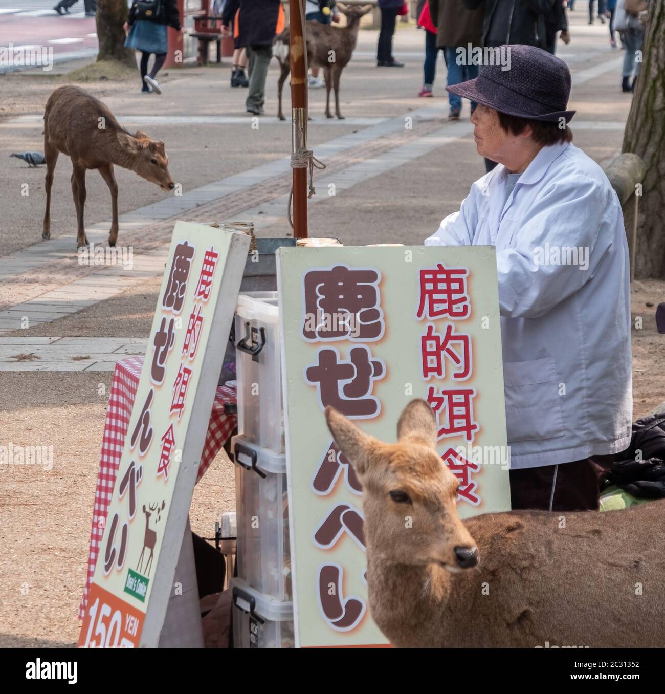 Vecchia signora giapponese che vende biscotti di cervo ai turisti a Nara Park, Giappone Foto Stock