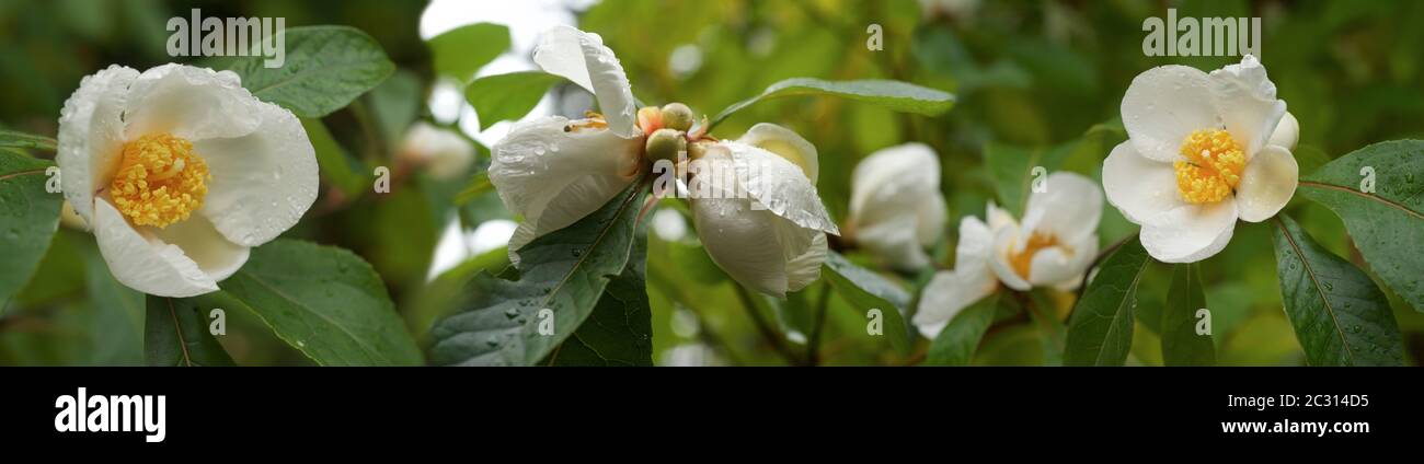 Primo piano di Camellia in giornata piovosa Foto Stock