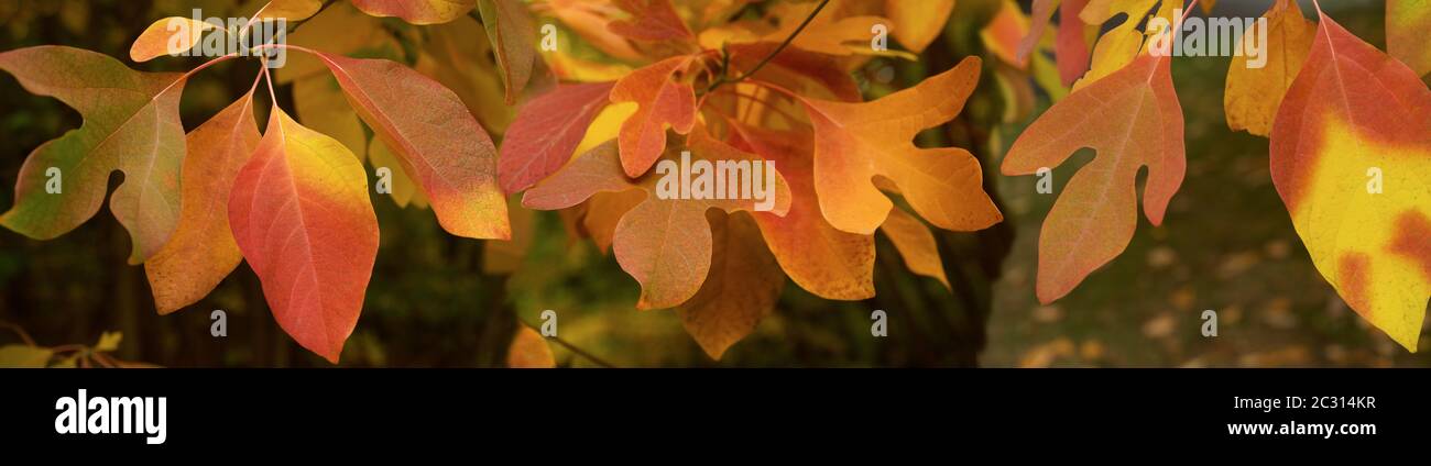 Primo piano di foglie di autunno Foto Stock