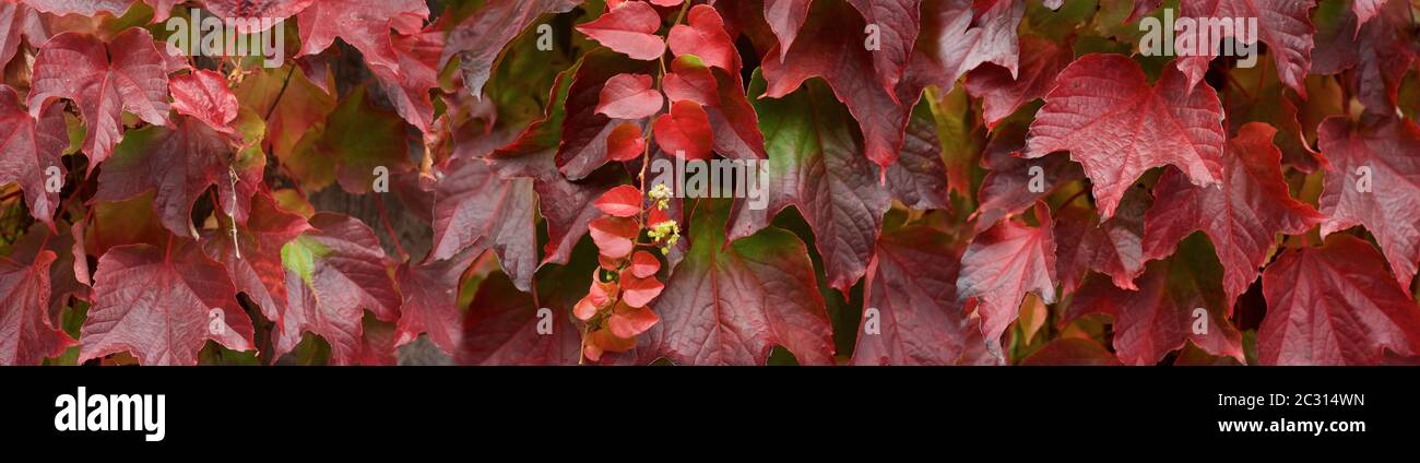 Primo piano di foglie di autunno Foto Stock