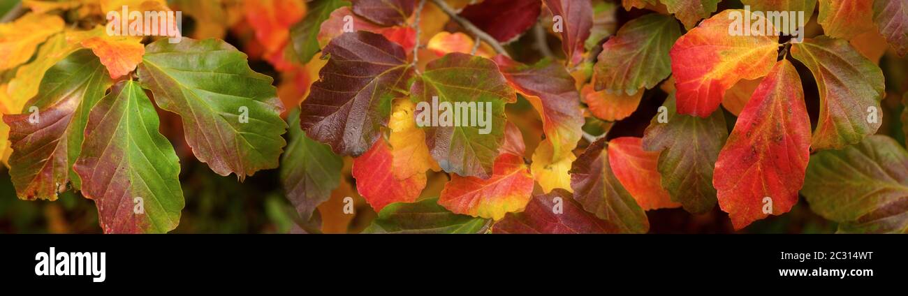 Primo piano di foglie di autunno Foto Stock