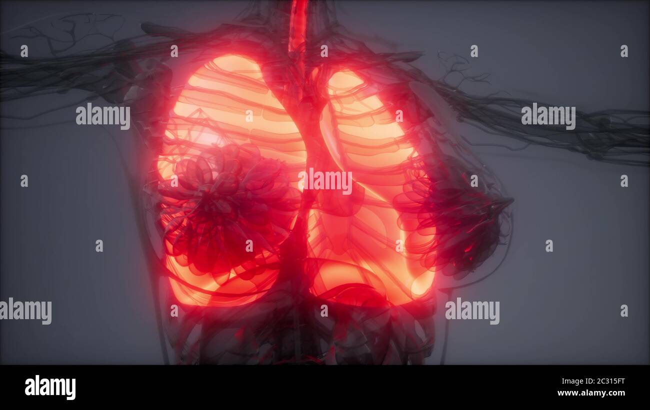 Polmoni umani esame radiologico Foto Stock