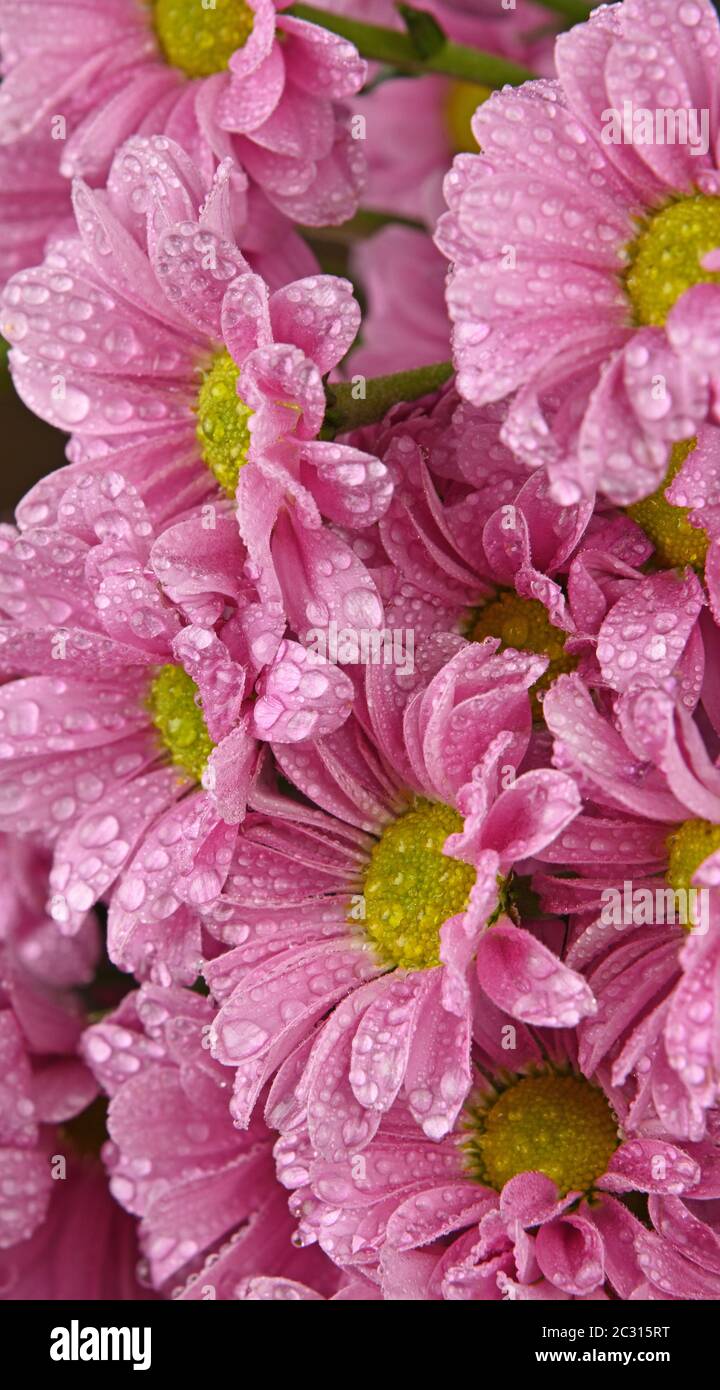 Chiudere la configurazione di sfondo di fresca crisantemo rosa o marguerite fiori con gocce di acqua dopo la pioggia, vista laterale Foto Stock