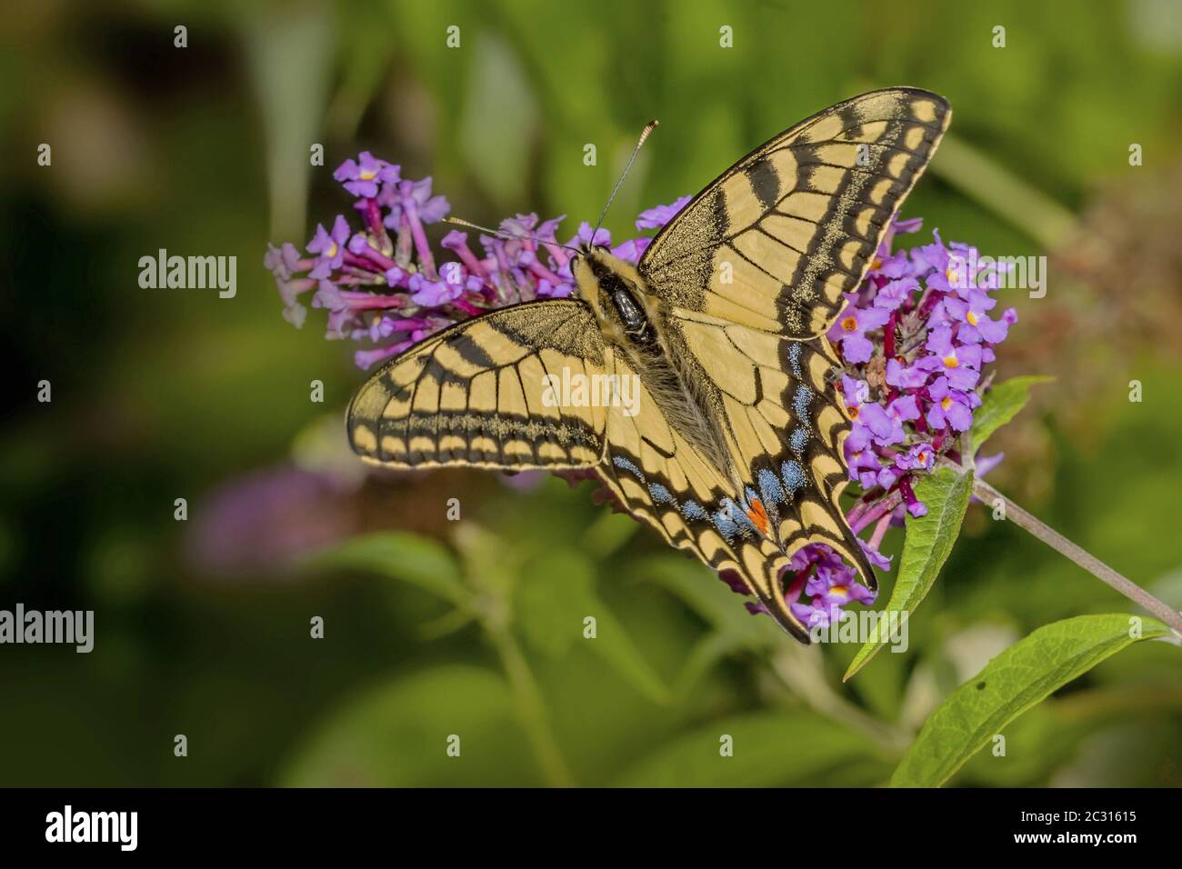Coda di rondine "Papilio machaon" Foto Stock