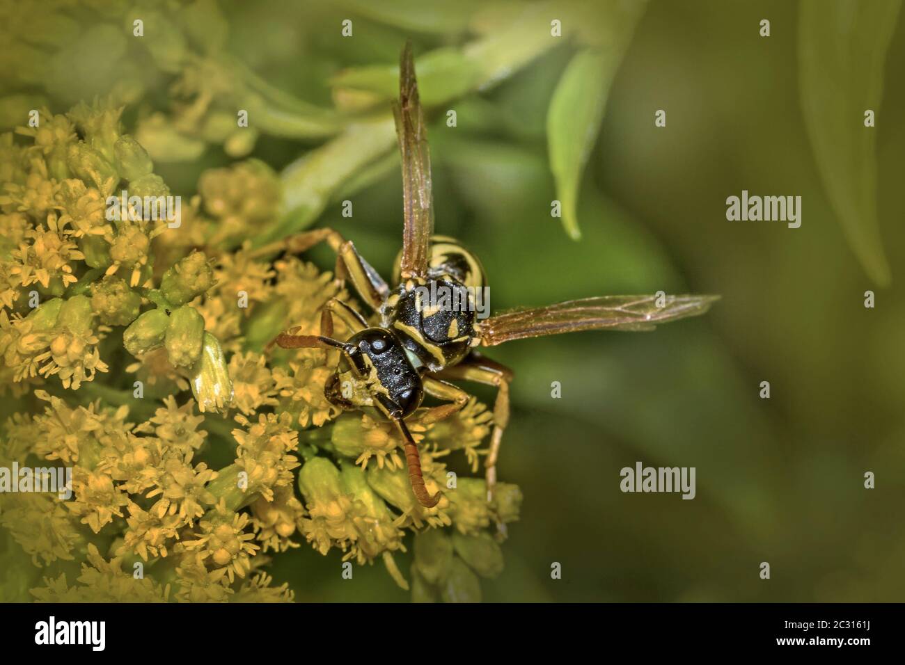 Carta europea wasp "Polistes Dominulus" Foto Stock