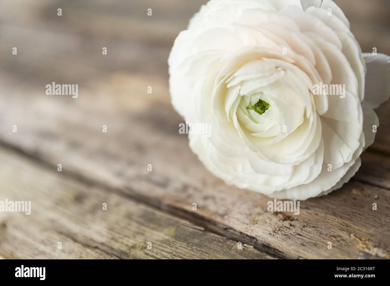 fiore di farfalla persiana su uno sfondo grungy di legno Foto Stock