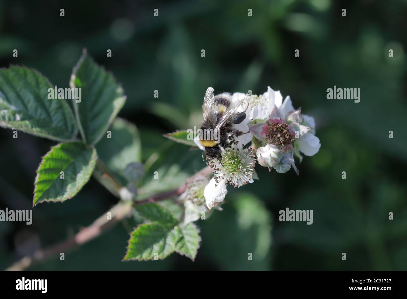 Un bumblebee dalla coda bianca (Bombus lucorum) raccolta da un fiore di bacca nera Foto Stock