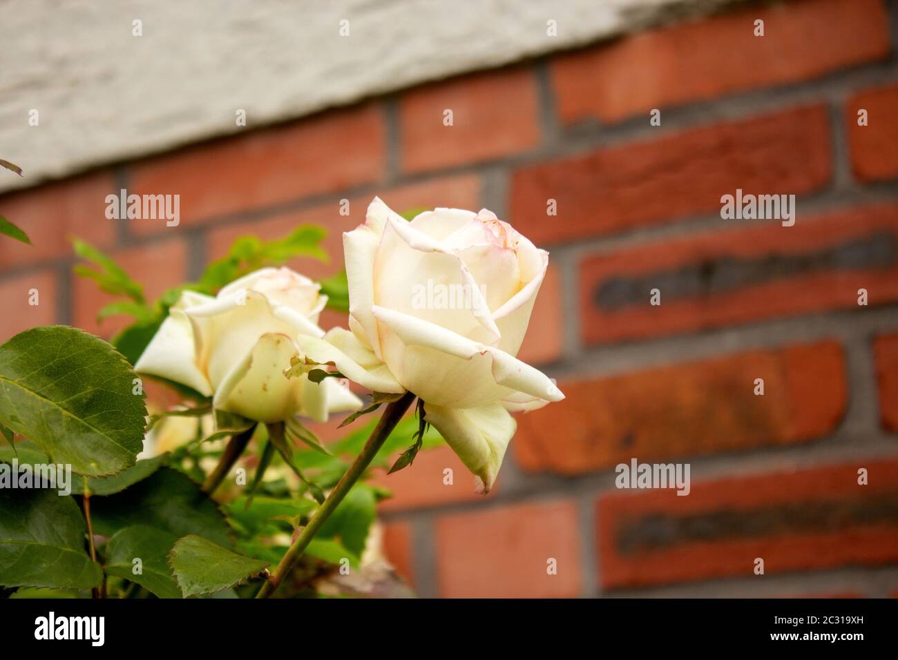 Primo piano di un petalo di rosa bianco in una giornata estiva Foto Stock