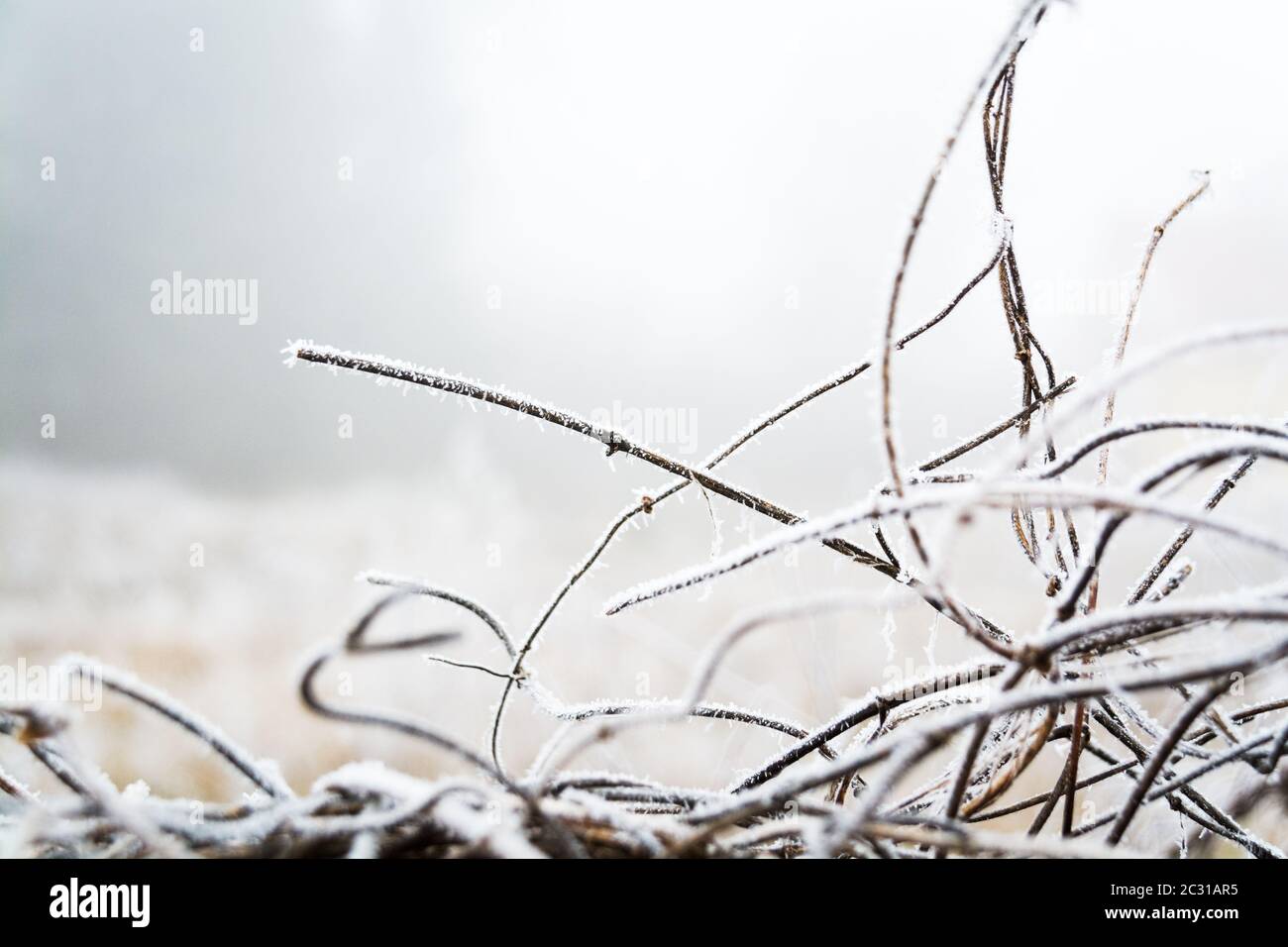 Piante congelate in inverno con gelo di rombo Foto Stock