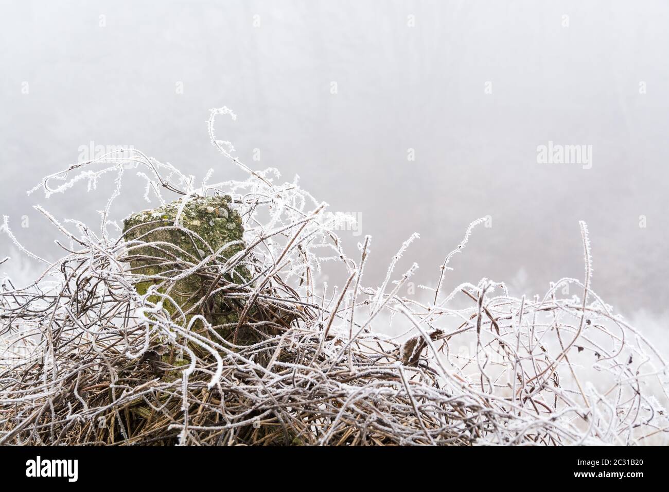Piante congelate in inverno con gelo di rombo Foto Stock