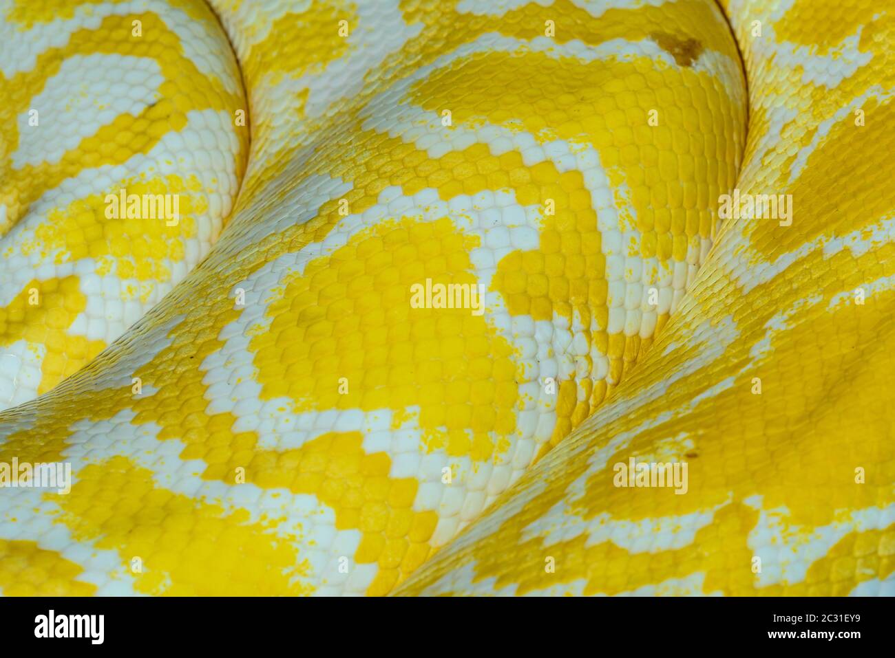 Python birmano (Python bivittatus). Albino Captive. Nativo del Sud e Sud-Est Asiatico, Rettilia Rettile Zoo, Vaughan, Ontario, Canada Foto Stock