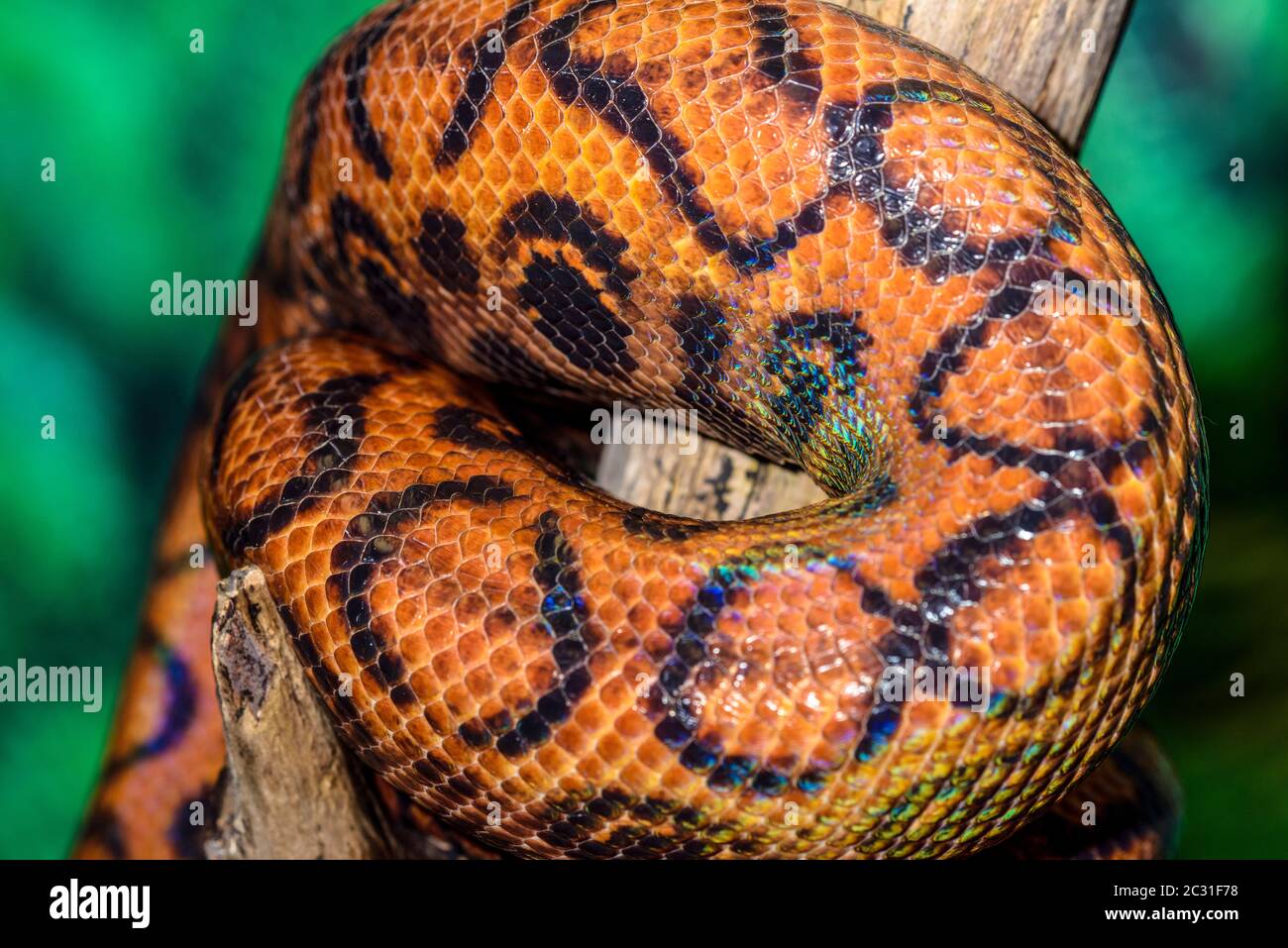 Rainbow Boa (Epicrates cenchria) Captive. Nativo dell'America Centrale e del Sud, Rettilia Reptile Zoo, Vaughan, Ontario, Canada Foto Stock