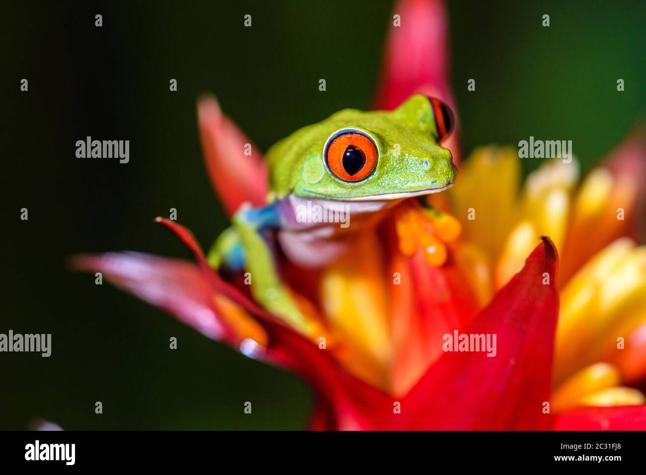 Rana di albero dagli occhi rossi (Agalychnis callidyas) Captive. Nativo di foreste pluviali neotropiche, Rettilia rettile zoo, Vaughan, Ontario, Canada Foto Stock