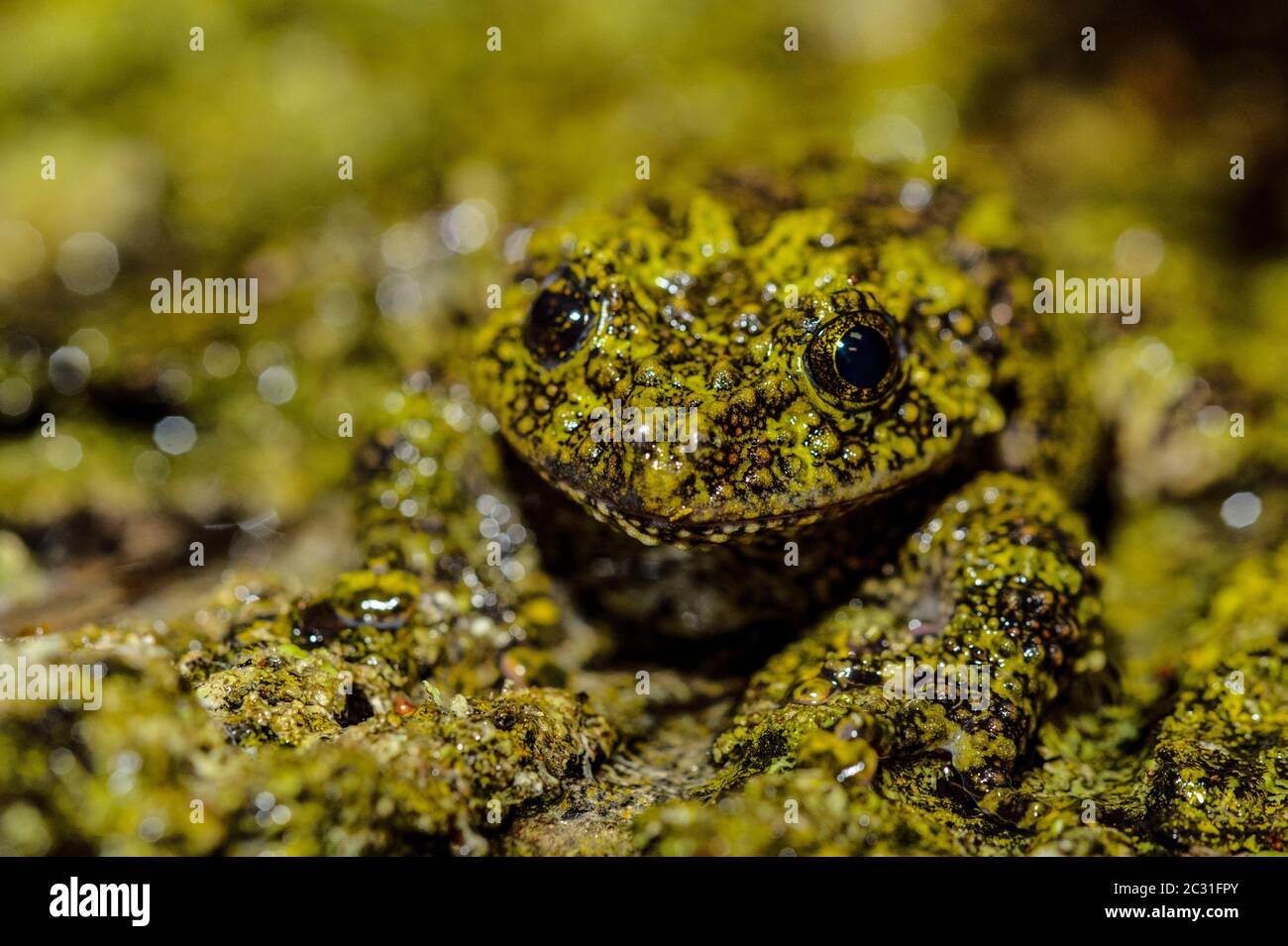 Frog di muschio vietnamita (Theloderma corticale) Captive. Nativo di Vietnam, Laos, Cina, Rettilia rettile zoo, Vaughan, Ontario, Canada Foto Stock