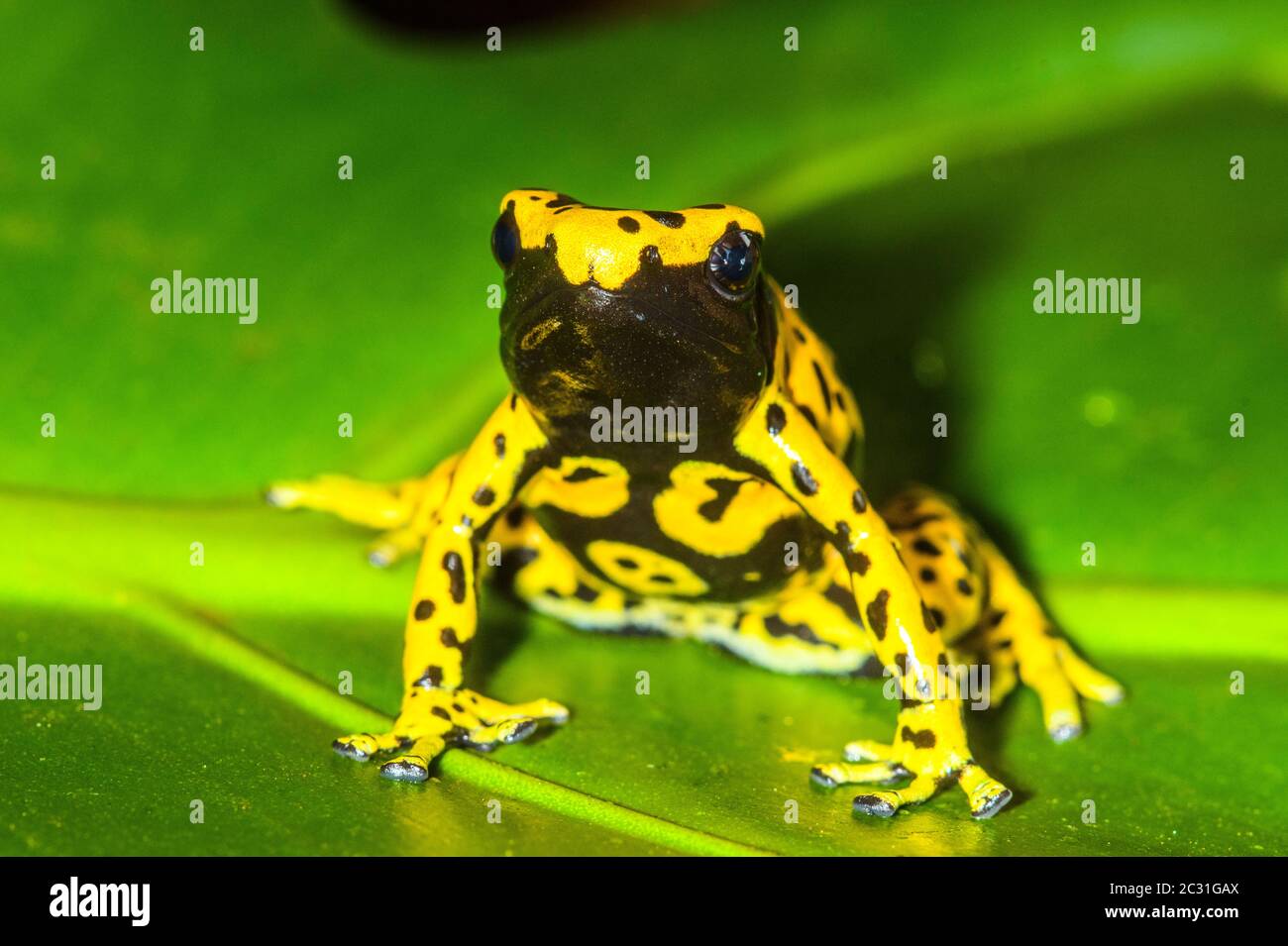 Dendrobates leucomelas 'Microspot', Captive Raised, imprese di understory, nativo a: Venezuela Foto Stock