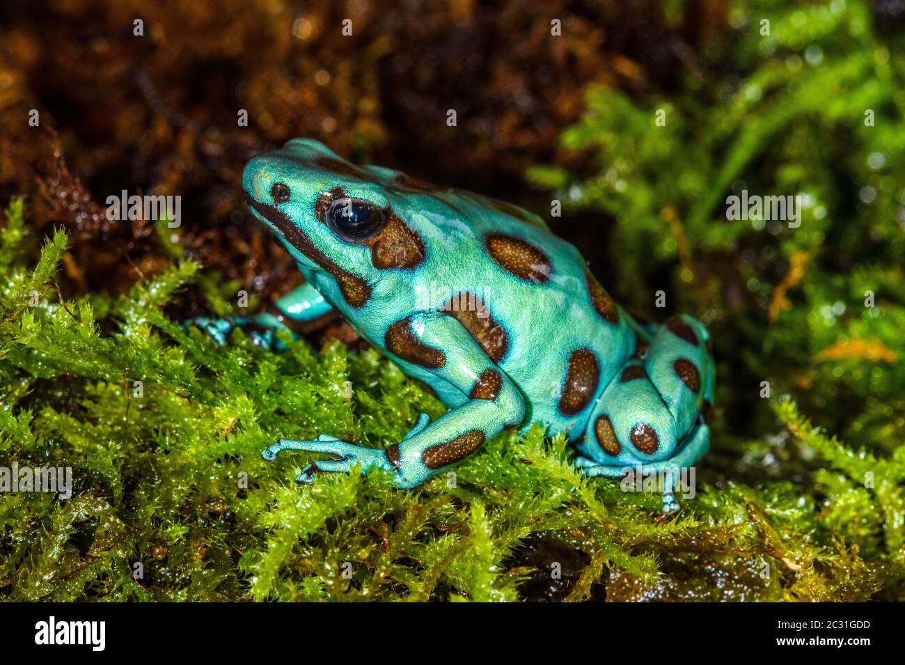 Dendrobates auratus 'Microspot', Captive Raised, imprese di understory, nativo di: Panama Foto Stock