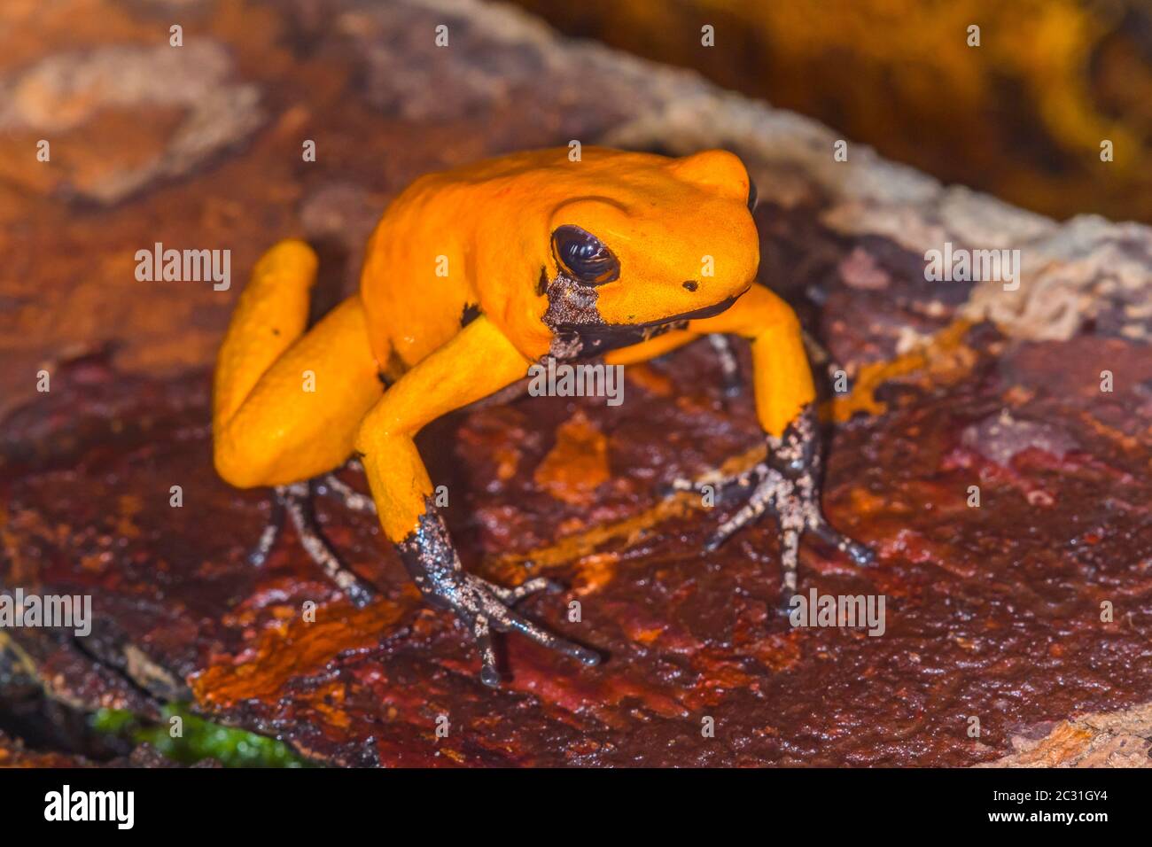Rana avvelenata d'oro (Phyllobates terribilis) 'piede nero arancione', Captive sollevato, imprese di understory, nativo a: Colombia Foto Stock