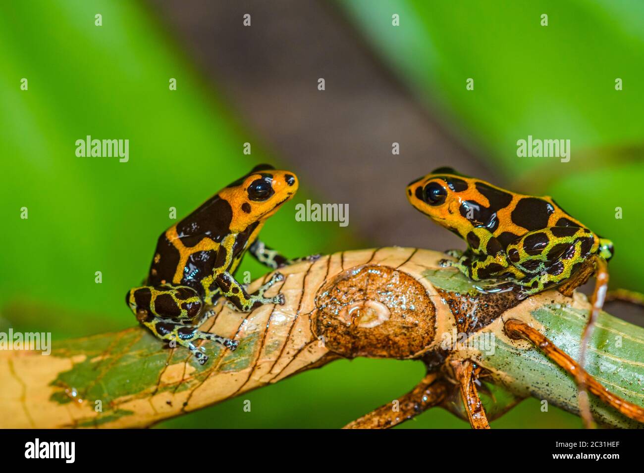 Ranitomeya imitatore 'Chazuta', Captive Raised, imprese di understory, nativo a: Perù Foto Stock