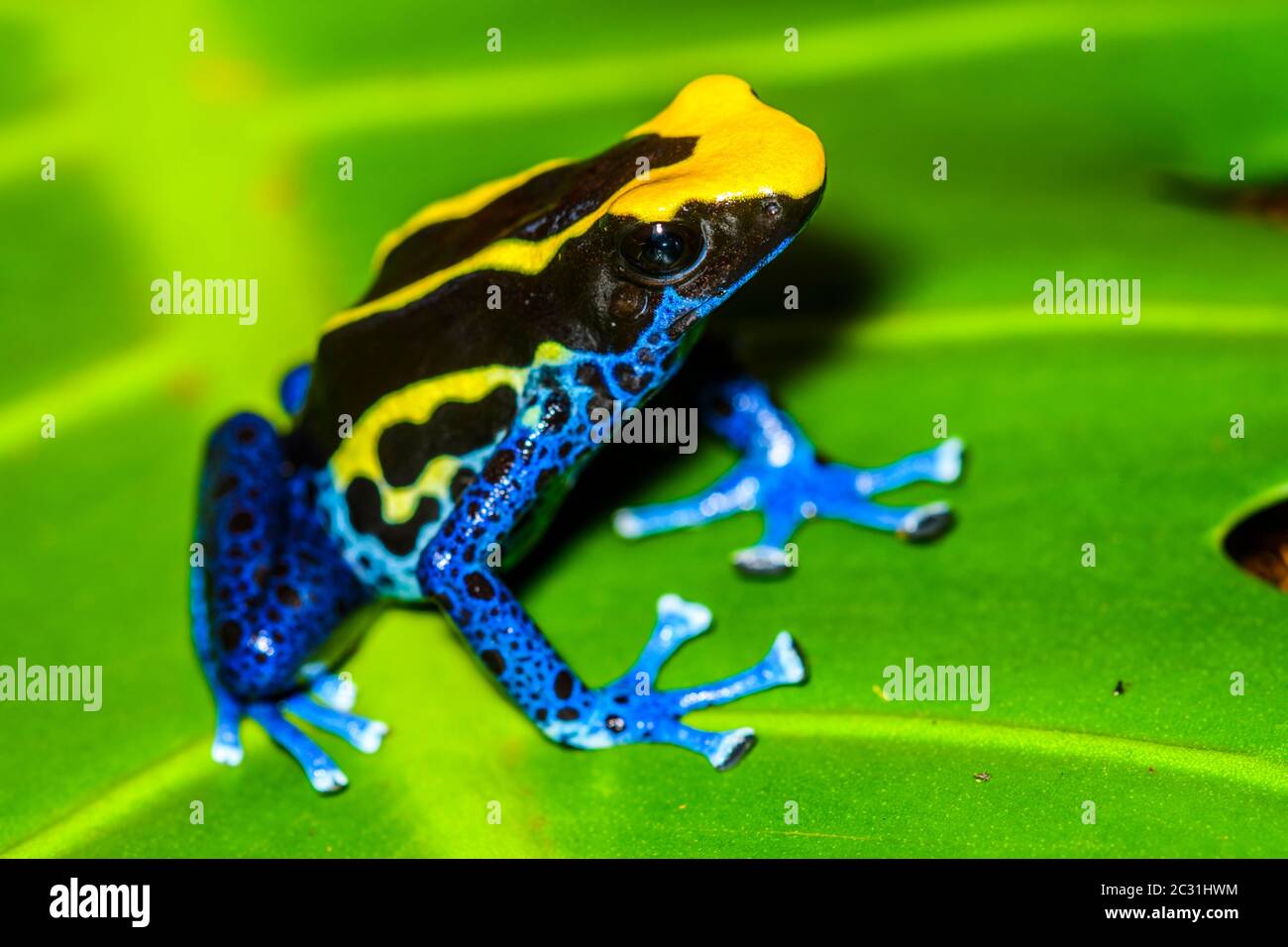 Dendrobates tinctorius 'cobalto', Captive Raised, imprese di understory, nativo a: Guyana, Suriname, Brasile, e quasi tutto il GU francese Foto Stock